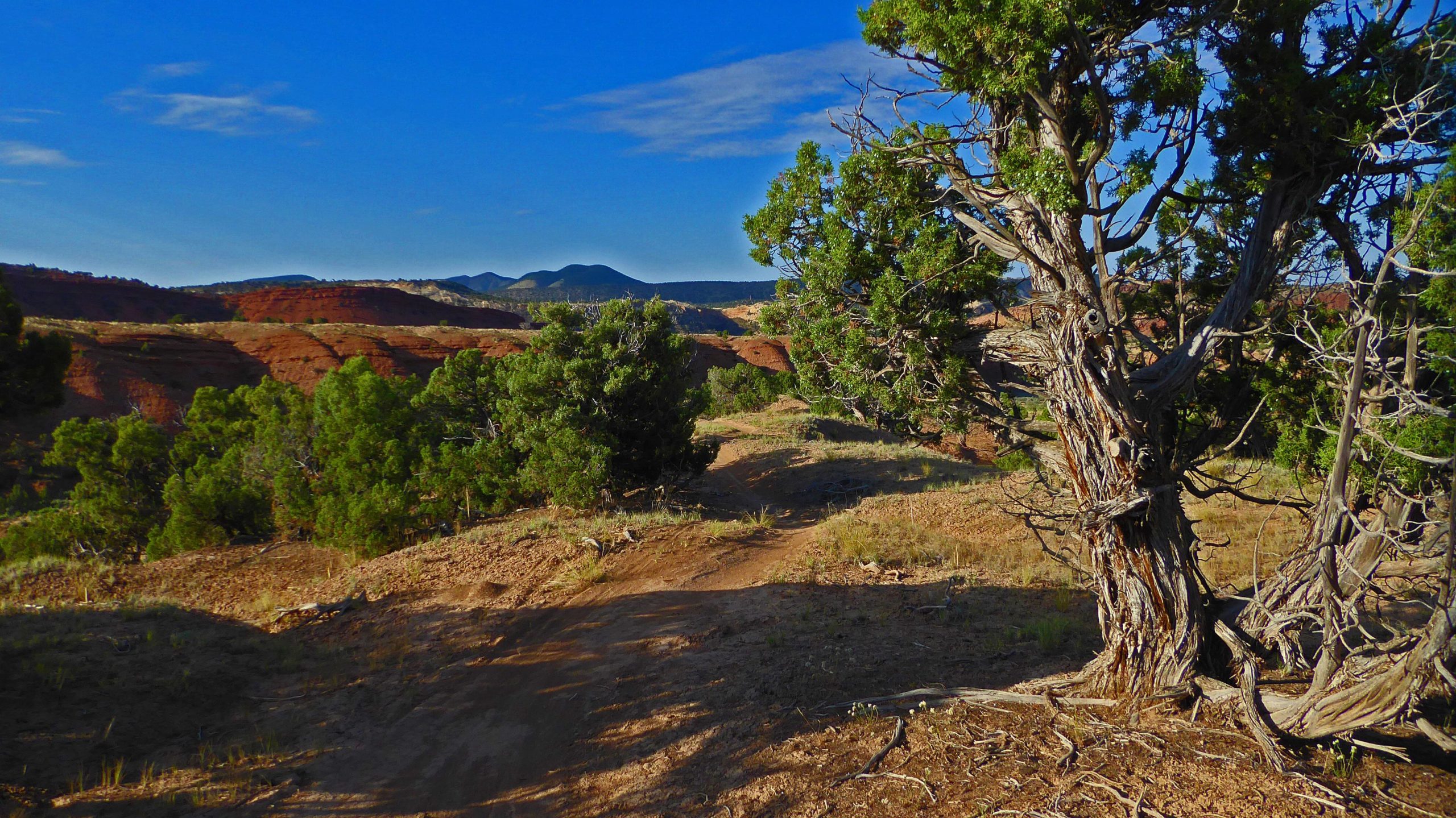 A scenic landscape featuring a rugged pathway winding through a desert terrain, surrounded by green shrubs and trees. The background showcases layered red and brown rock formations, with distant mountains under a clear blue sky. Sunlight casts gentle shadows, enhancing the textures of the ground and vegetation. Jazz Chrome Molly mountain bike trail.