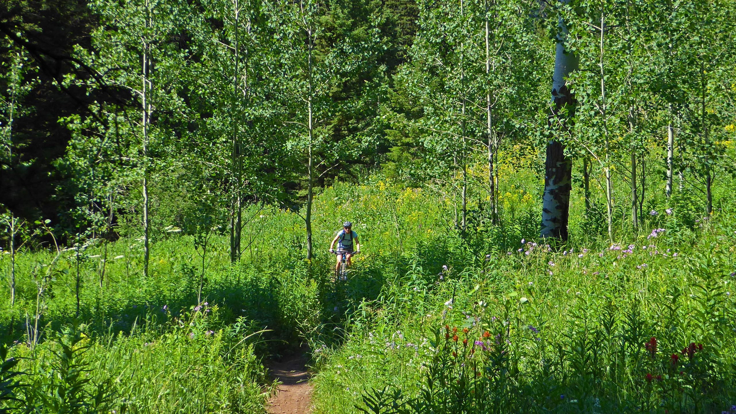 A person riding a mountain bike on a narrow trail surrounded by tall green grass and trees in a lush, vibrant forest setting. Wildflowers are visible along the path, with sunlight filtering through the foliage. Ferrins-Game-Cache Loop mountain bike trail.