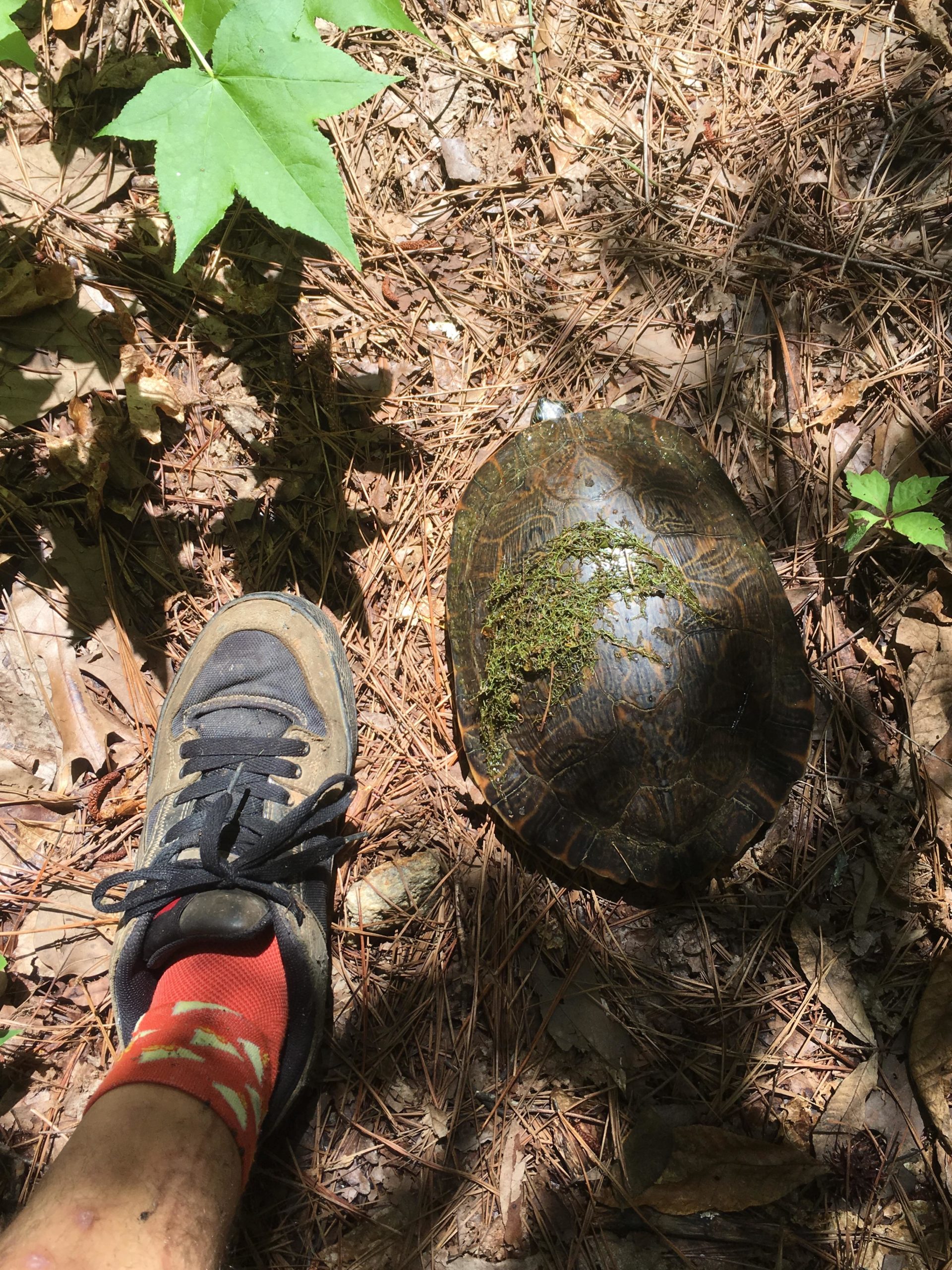 A close-up view of a turtle resting on the forest floor, beside a sneaker-clad foot. The turtle's shell features a layer of moss and intricate patterns, surrounded by pine needles and leaves in a sunlit, natural setting. Tribble Mill Park mountain bike trail.