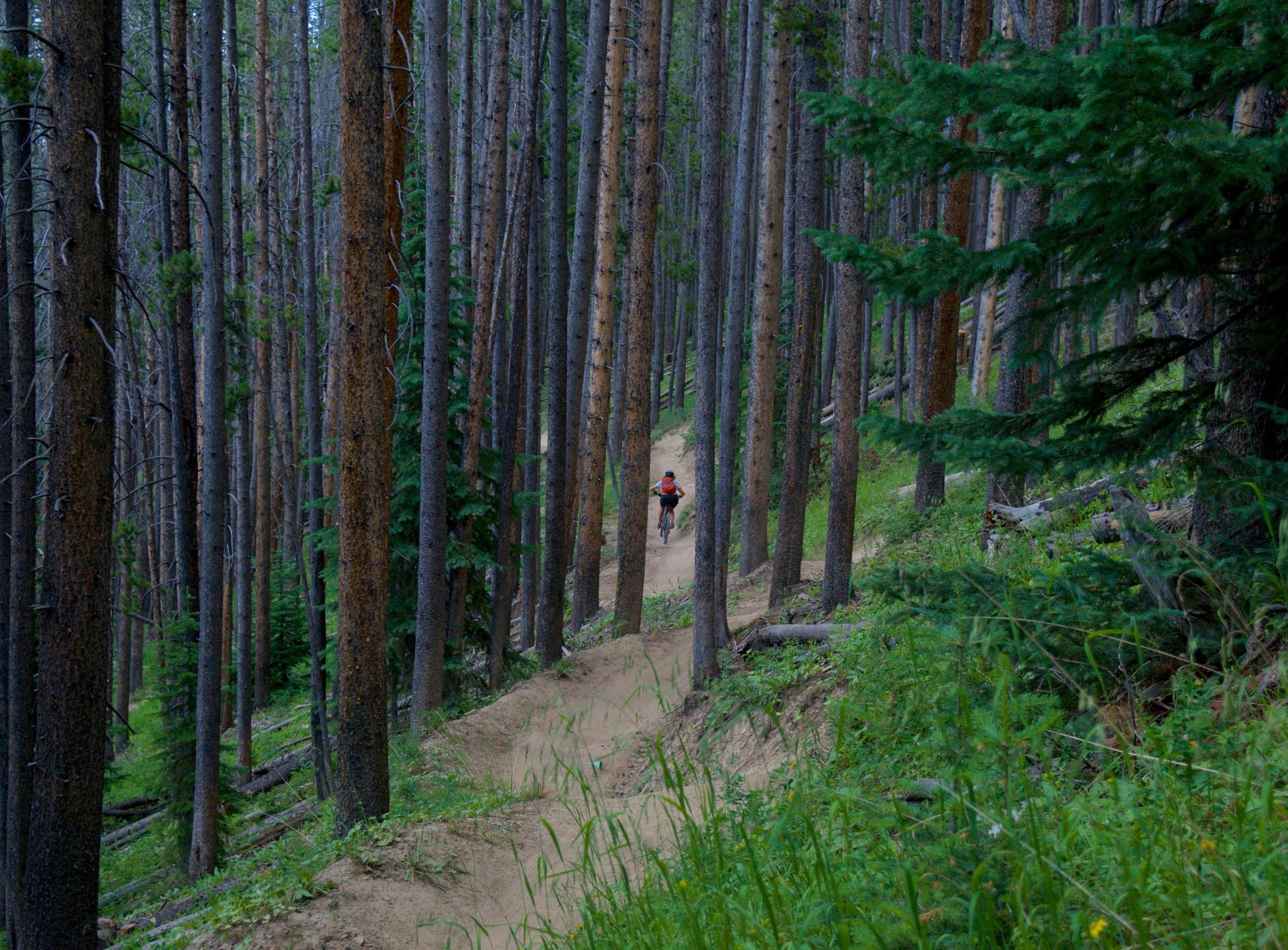 A mountain biker riding along a winding dirt trail through a dense forest of tall trees. Lush greenery and underbrush are visible along the path, which meanders through the natural landscape. Vail Mountain Bike Park mountain bike trail.