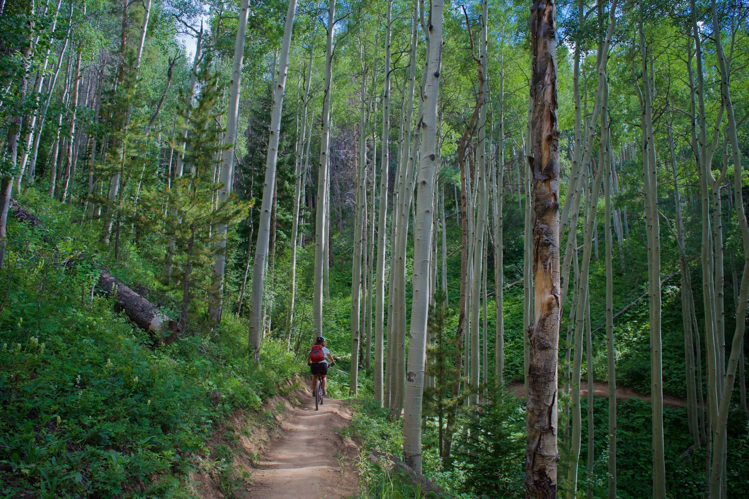 A mountain biker riding along a narrow dirt path through a dense forest of tall aspen trees and lush greenery under a clear blue sky. Vail Mountain Bike Park mountain bike trail.