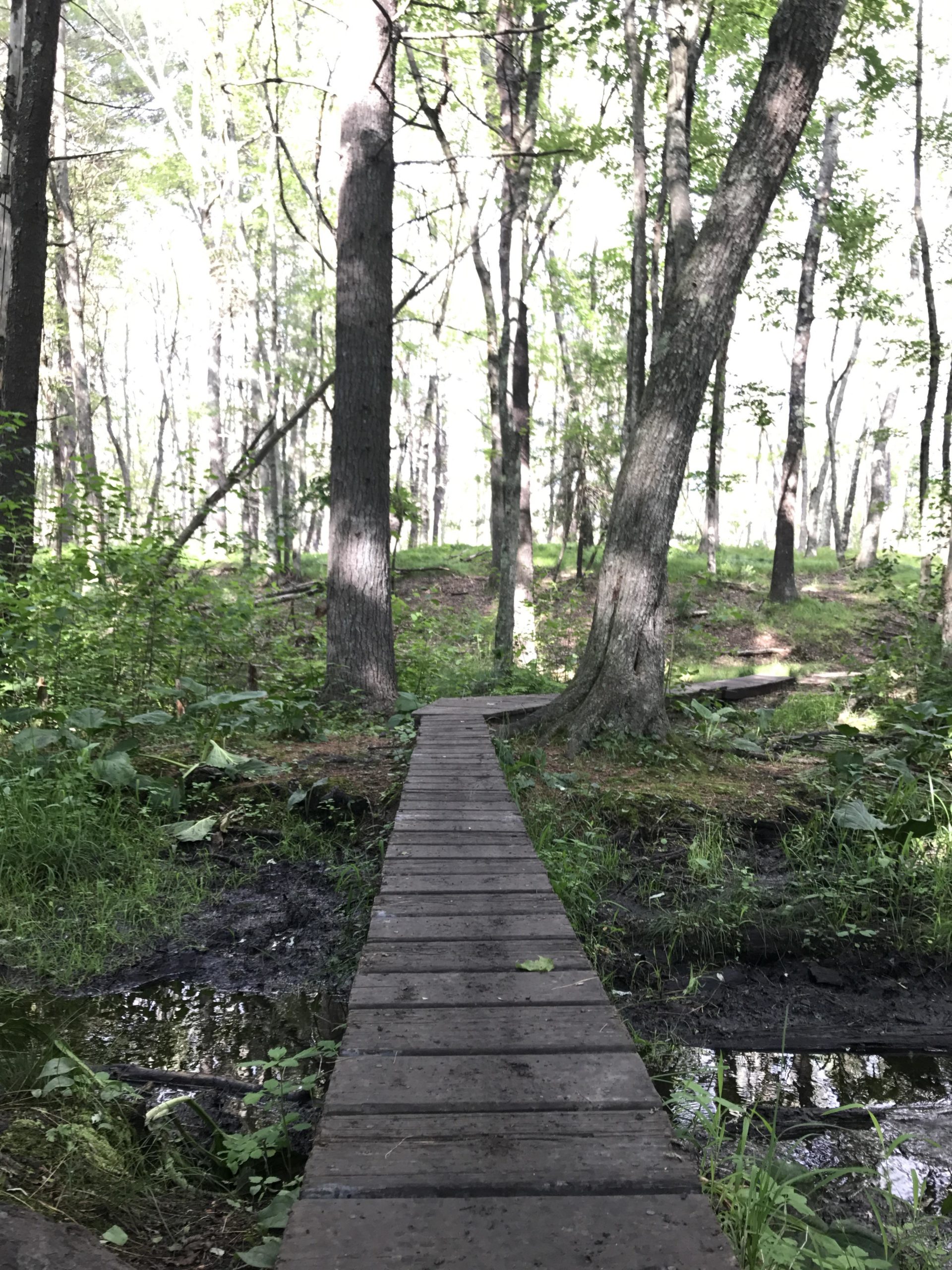 A narrow wooden footbridge crossing over a small wetland area in a lush green forest with tall trees surrounding the path. Sunlight filters through the canopy, creating a bright atmosphere. Willowdale Forest mountain bike trail.