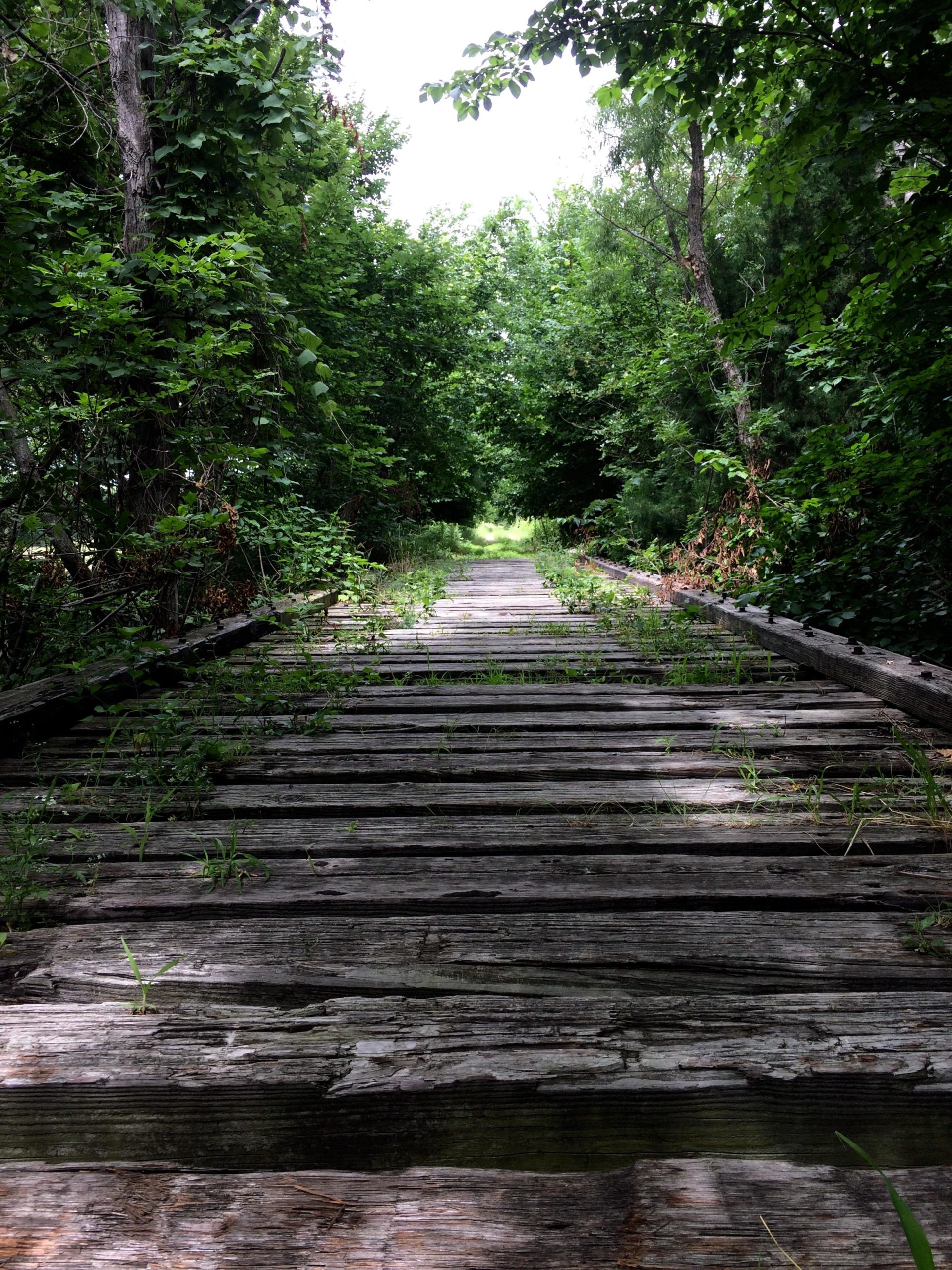 A weathered wooden path surrounded by dense greenery, leading through a forest. The pathway is lined with grass and small plants growing between the planks, with trees and foliage framing both sides. The scene is illuminated by soft, natural light filtering through the leaves above. Flint Hills Nature Trail (Rail Trail) mountain bike trail.