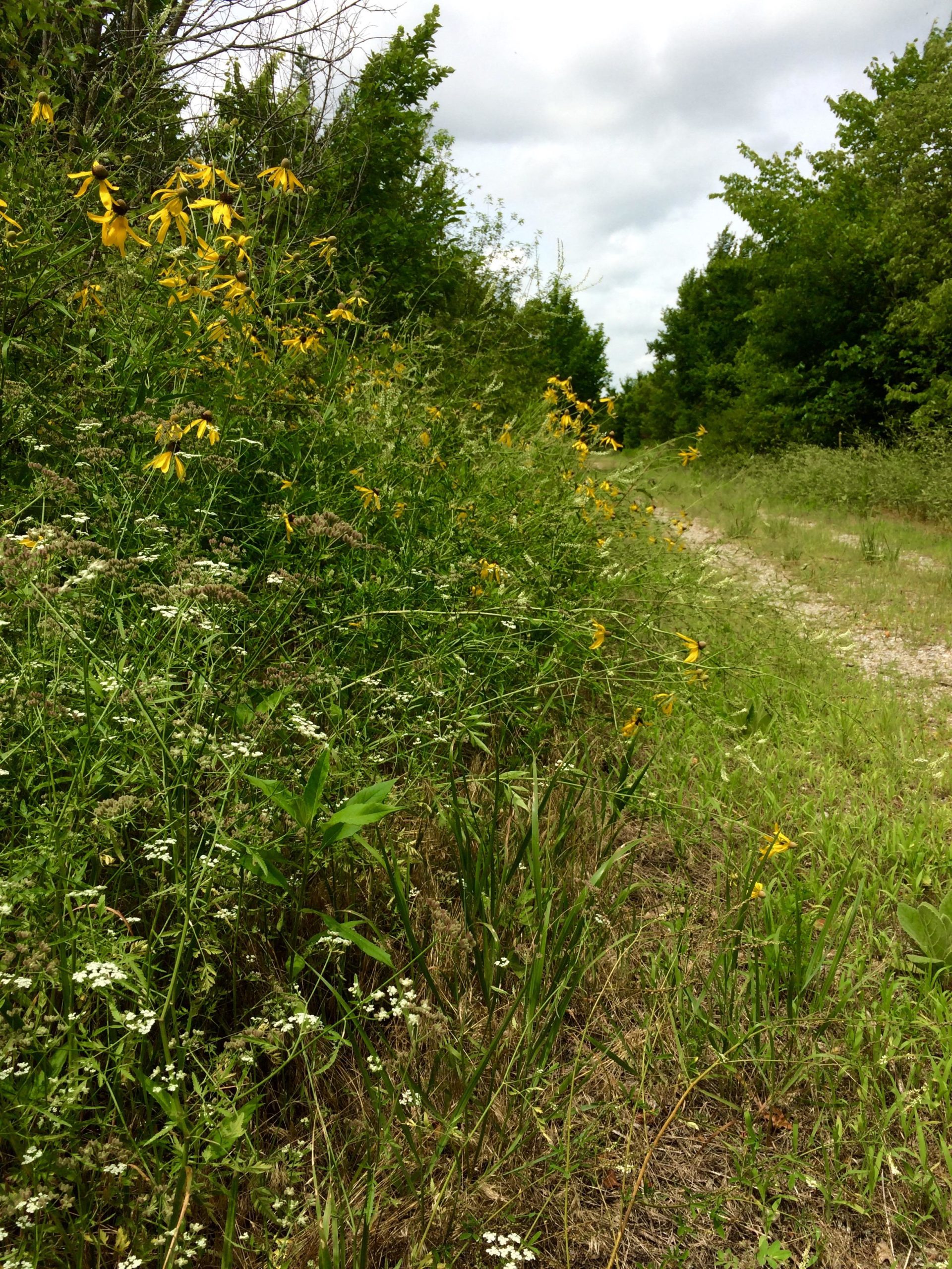 A natural landscape featuring a path lined with wildflowers, including yellow blooms, green grasses, and lush foliage. The scene is partially cloudy with greenery on both sides of the path, creating a serene outdoor setting. Flint Hills Nature Trail (Rail Trail) mountain bike trail.