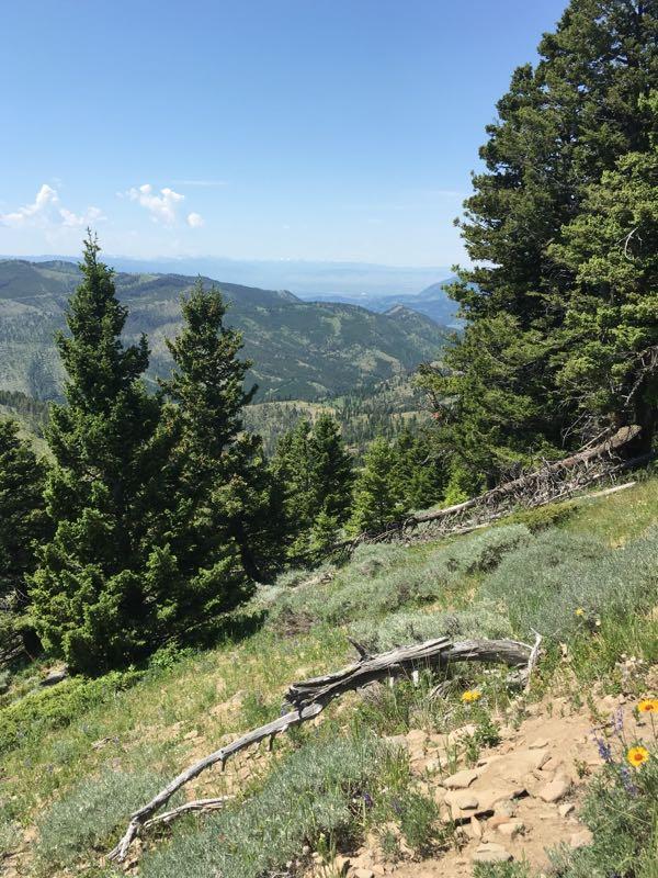 A scenic view of a mountainous landscape, featuring green pine trees in the foreground, with rolling hills and valleys in the background. The sky is bright blue with a few scattered clouds, creating a vibrant natural setting. Wildflowers and rocky terrain are visible in the lower foreground, enhancing the picturesque atmosphere. Bangtail Divide mountain bike trail.