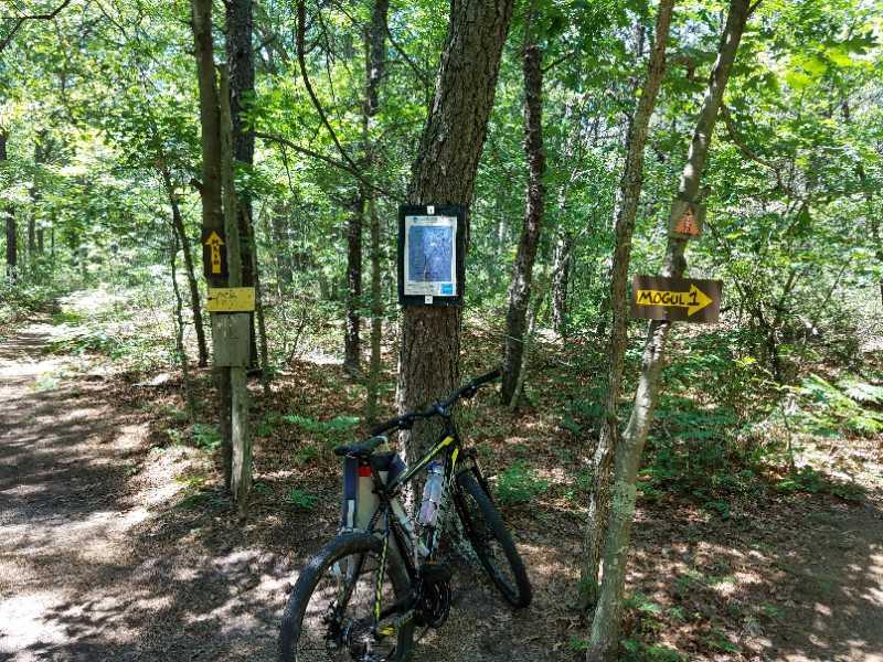 A mountain bike rests against a tree in a forested area at a trail intersection. A trail map is displayed on the tree, and signs indicate directions for biking trails, including one labeled "Mogul." The scene is surrounded by lush greenery and dappled sunlight filtering through the leaves. Rocky Point mountain bike trail.
