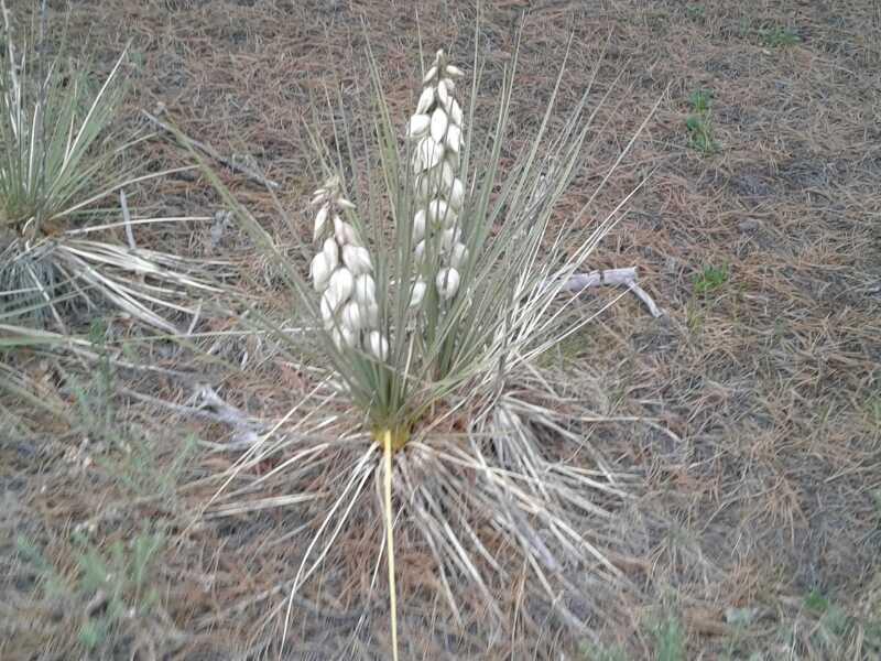 A close-up image of a flowering plant with long, slender leaves and clusters of white, bell-shaped blossoms, set against a background of pine needles and grass. Falcon Trail mountain bike trail.