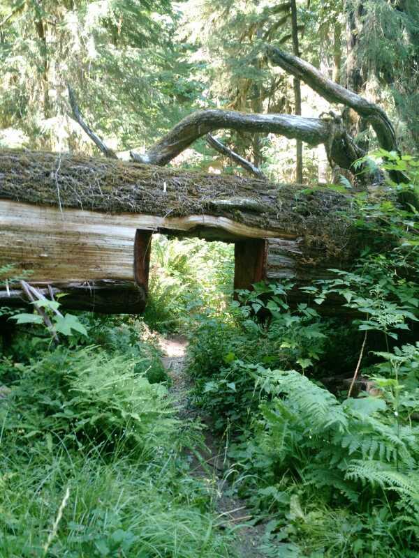 A large fallen tree with a hollowed section creating a passageway, surrounded by lush greenery and ferns in a dense forest. A narrow path leads through the opening in the log. Lewis River mountain bike trail.