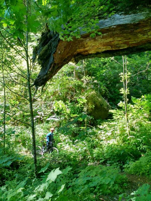 A person walking a bicycle through a lush green forest, surrounded by dense foliage and sunlight filtering through the trees. A large fallen log is visible overhead, adding to the natural scenery. Lewis River mountain bike trail.
