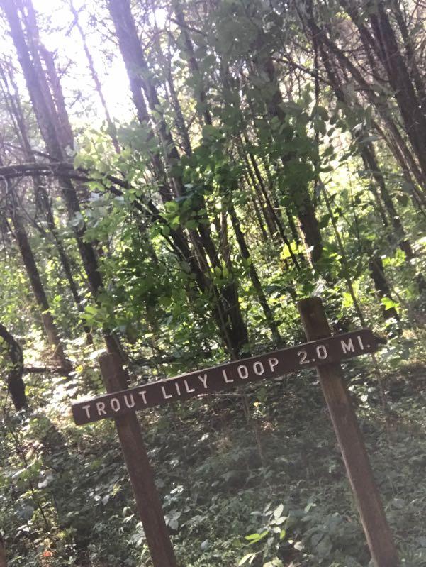 A wooden sign reading "Trout Lily Loop 2.0 mi" stands in a lush forested area, surrounded by tall trees and greenery. Sunlight filters through the leaves, creating a serene, natural atmosphere. Panther Creek State Park mountain bike trail.