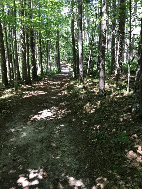 A narrow dirt path winding through a dense forest with tall trees. Sunlight filters through the leaves, creating a dappled pattern on the ground. The scene conveys a peaceful, natural environment, ideal for walking or hiking. Days River Pathway mountain bike trail.