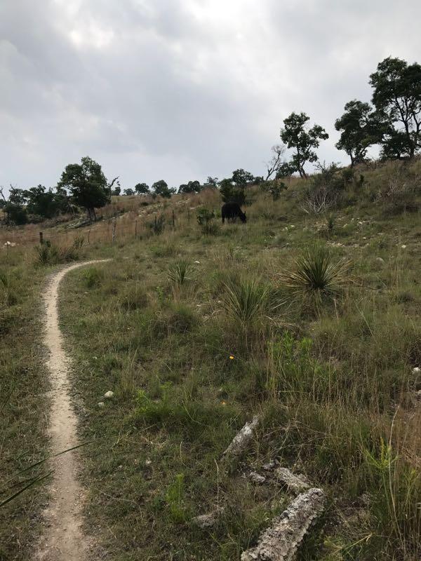 A winding dirt path leads through a grassy landscape dotted with small bushes and trees. In the background, a black cow can be seen grazing on a hillside under a cloudy sky. Flat Rock Ranch mountain bike trail.