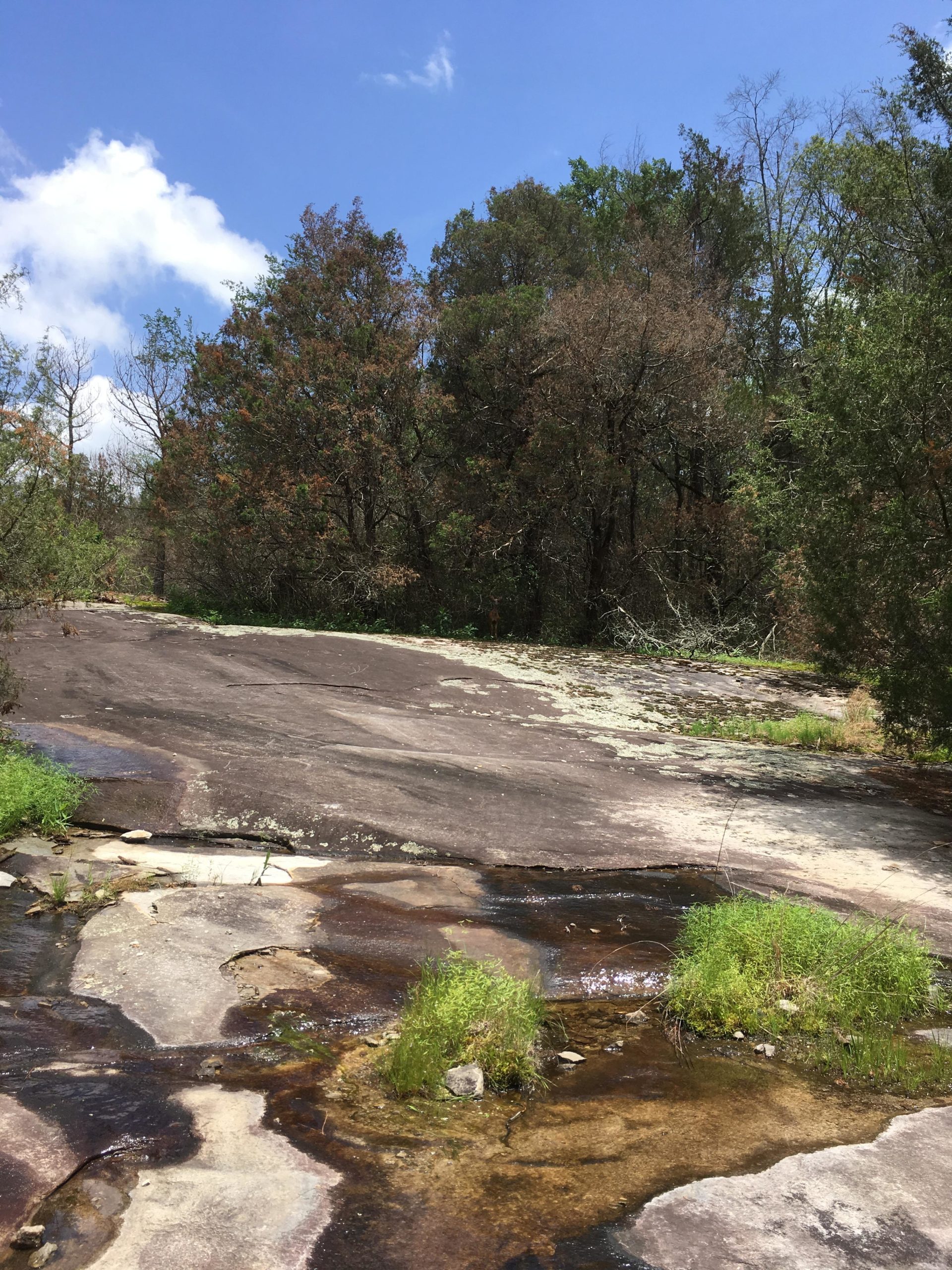 A rocky landscape featuring a smooth, sloped surface leading down to a small pool of water surrounded by patches of green grass and small plants, with trees and a clear blue sky in the background. Tribble Mill Park mountain bike trail.