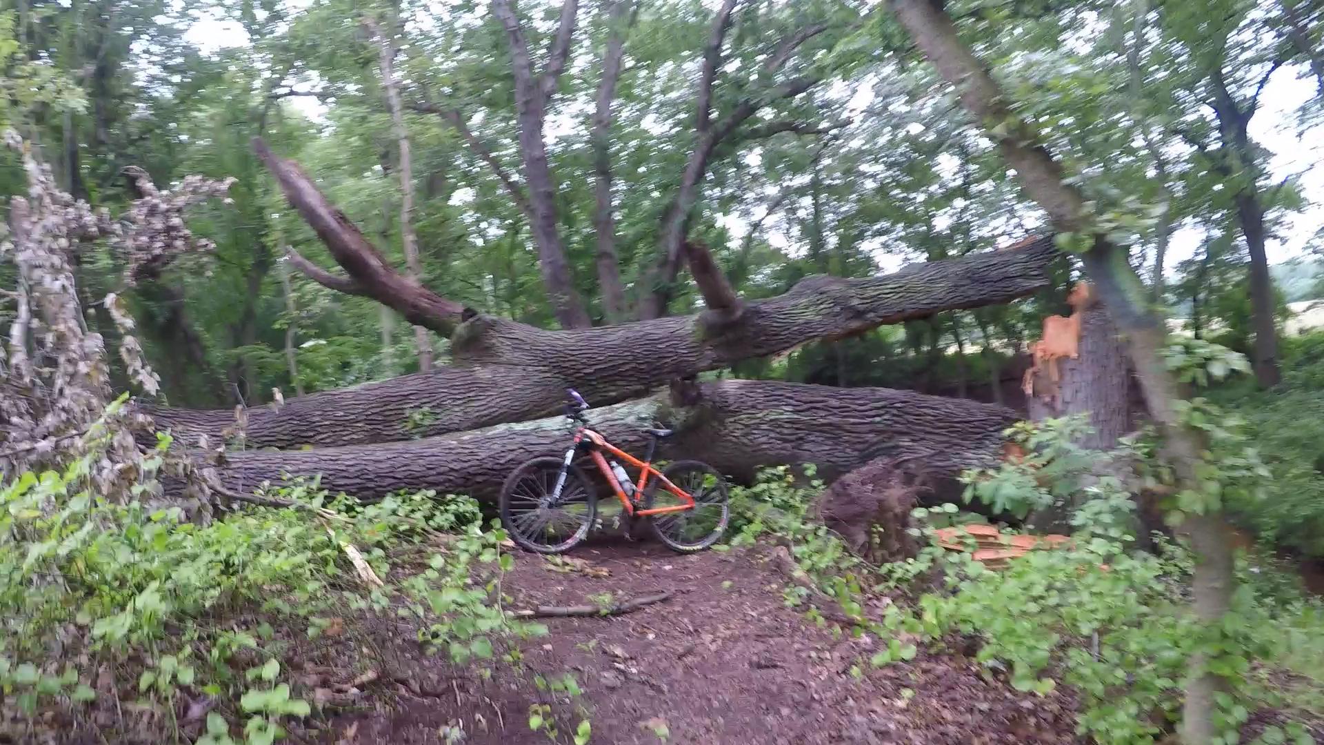 Mountain bike leaning against a fallen tree in a wooded area, surrounded by lush greenery and overgrown vegetation. The tree trunk is large, and there are smaller fallen branches and foliage scattered on the ground. Rancocas State Park - Westampton mountain bike trail.