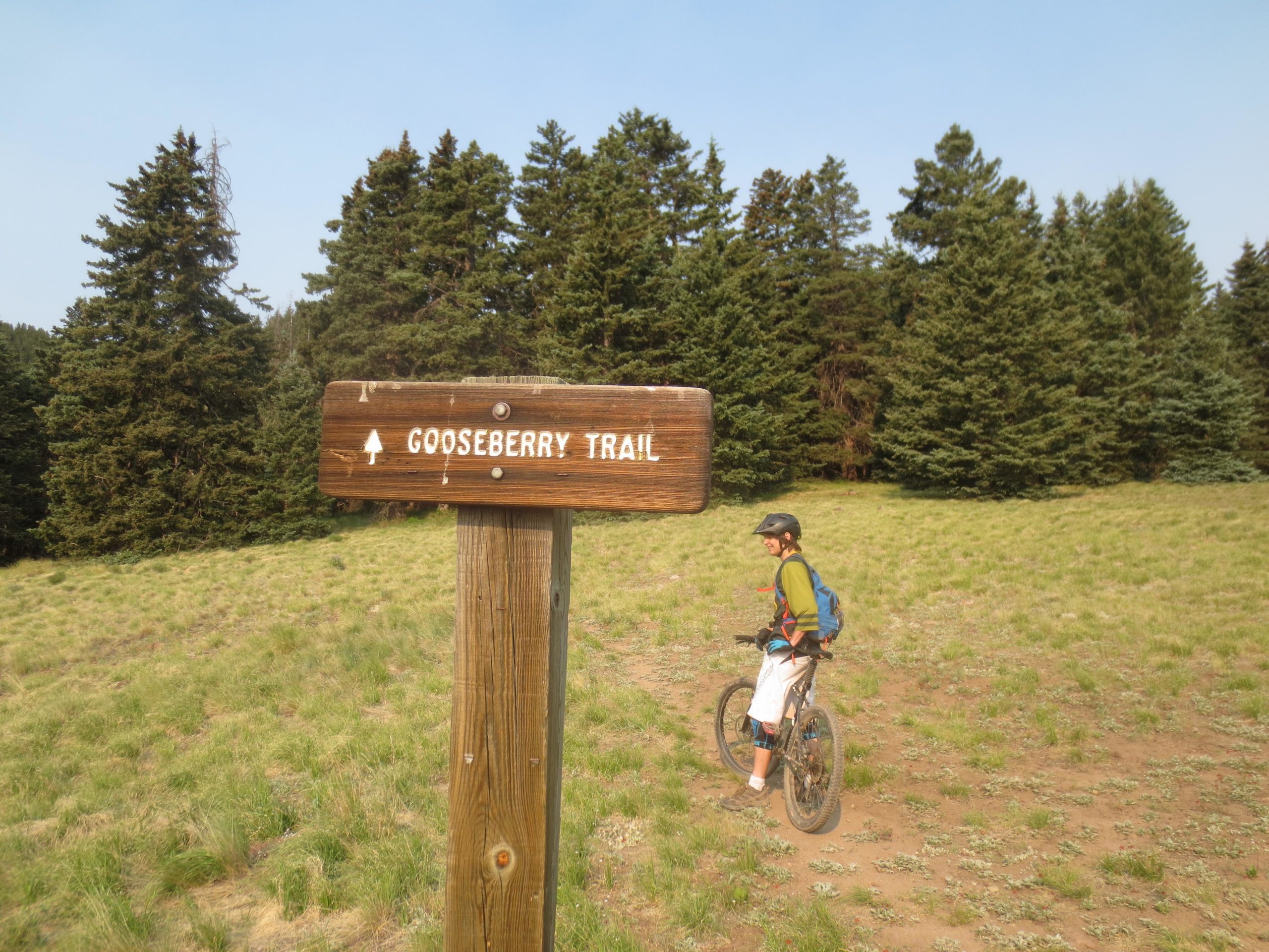 A wooden signpost indicating "Gooseberry Trail" with an arrow pointing upward, surrounded by a grassy field and tall evergreen trees. A person in biking gear is seen riding a mountain bike near the sign. Gooseberry Trail mountain bike trail.