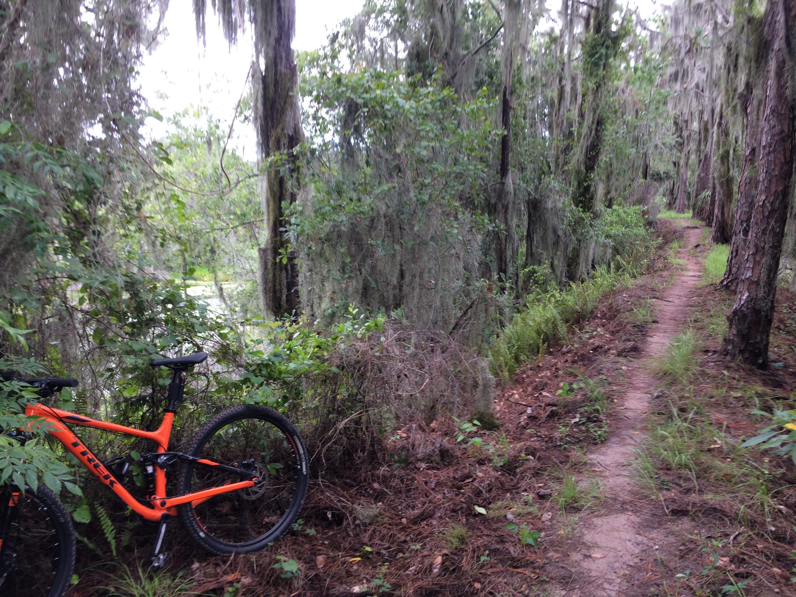 A mountain bike with an orange frame is leaned against a dense thicket of greenery along a narrow dirt trail, surrounded by tall trees draped with Spanish moss. The path winds through a lush, wooded area near a water source, suggesting a peaceful outdoor setting for cycling or hiking. Balm Boyette Scrub Preserve mountain bike trail.