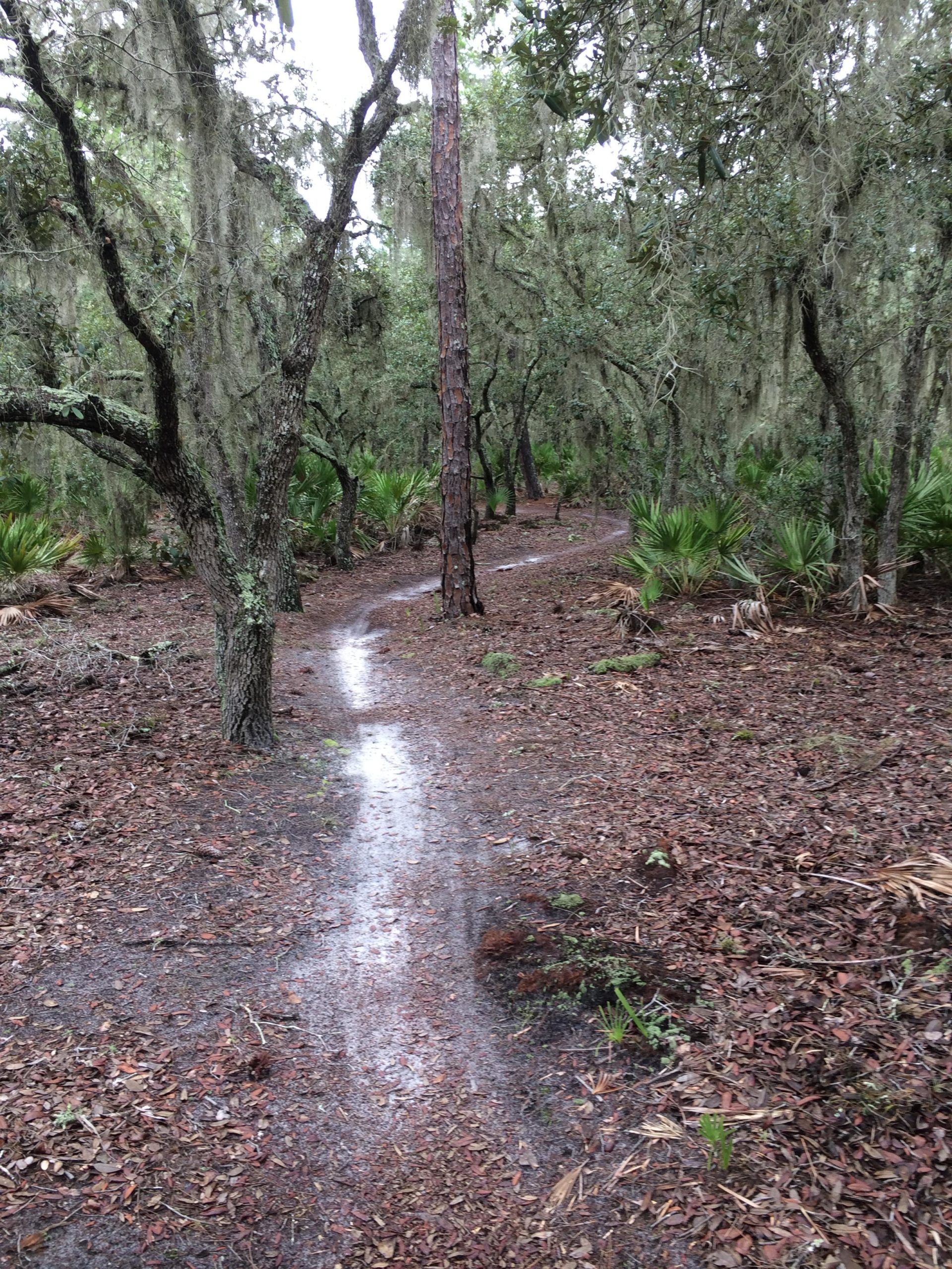 A winding dirt path through a dense forest, featuring tall trees draped with Spanish moss and a ground covered in brown leaves and small plants. The scene appears damp, suggesting recent rainfall. Balm Boyette Scrub Preserve mountain bike trail.