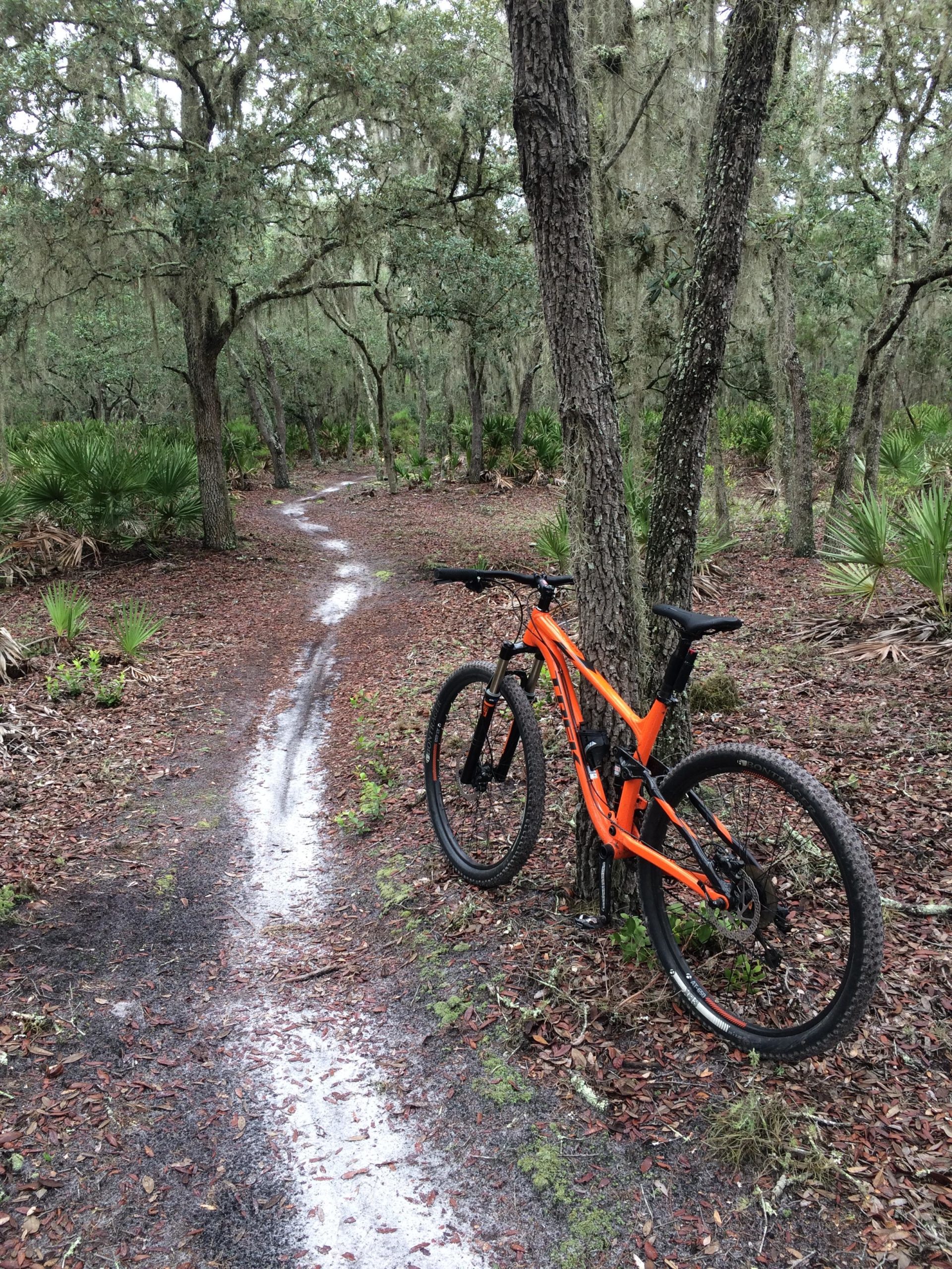 A vibrant orange mountain bike rests against a tree along a narrow, winding dirt trail, surrounded by dense greenery and leafy ground cover in a forested area. Balm Boyette Scrub Preserve mountain bike trail.