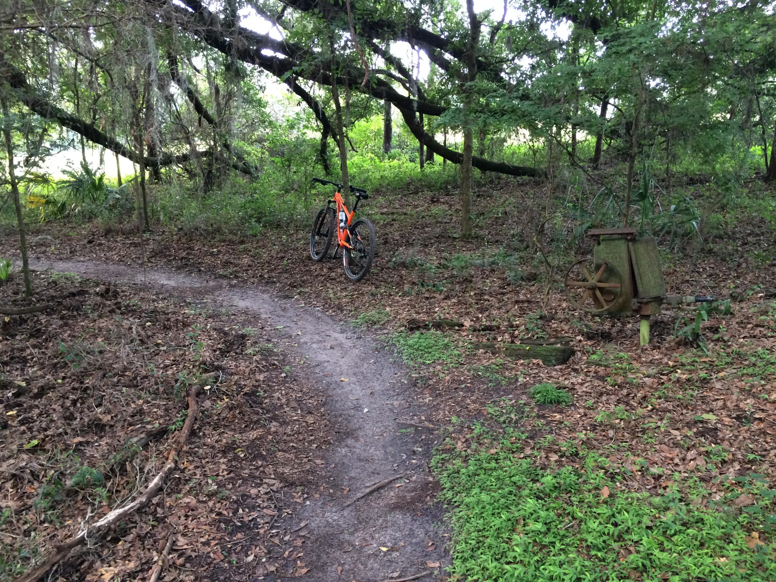 A winding dirt path surrounded by greenery, with a mountain bike leaning against a tree on the left. An old, unused piece of machinery is partially visible on the right, amidst fallen leaves and foliage. San Felasco Hammock Preserve mountain bike trail.