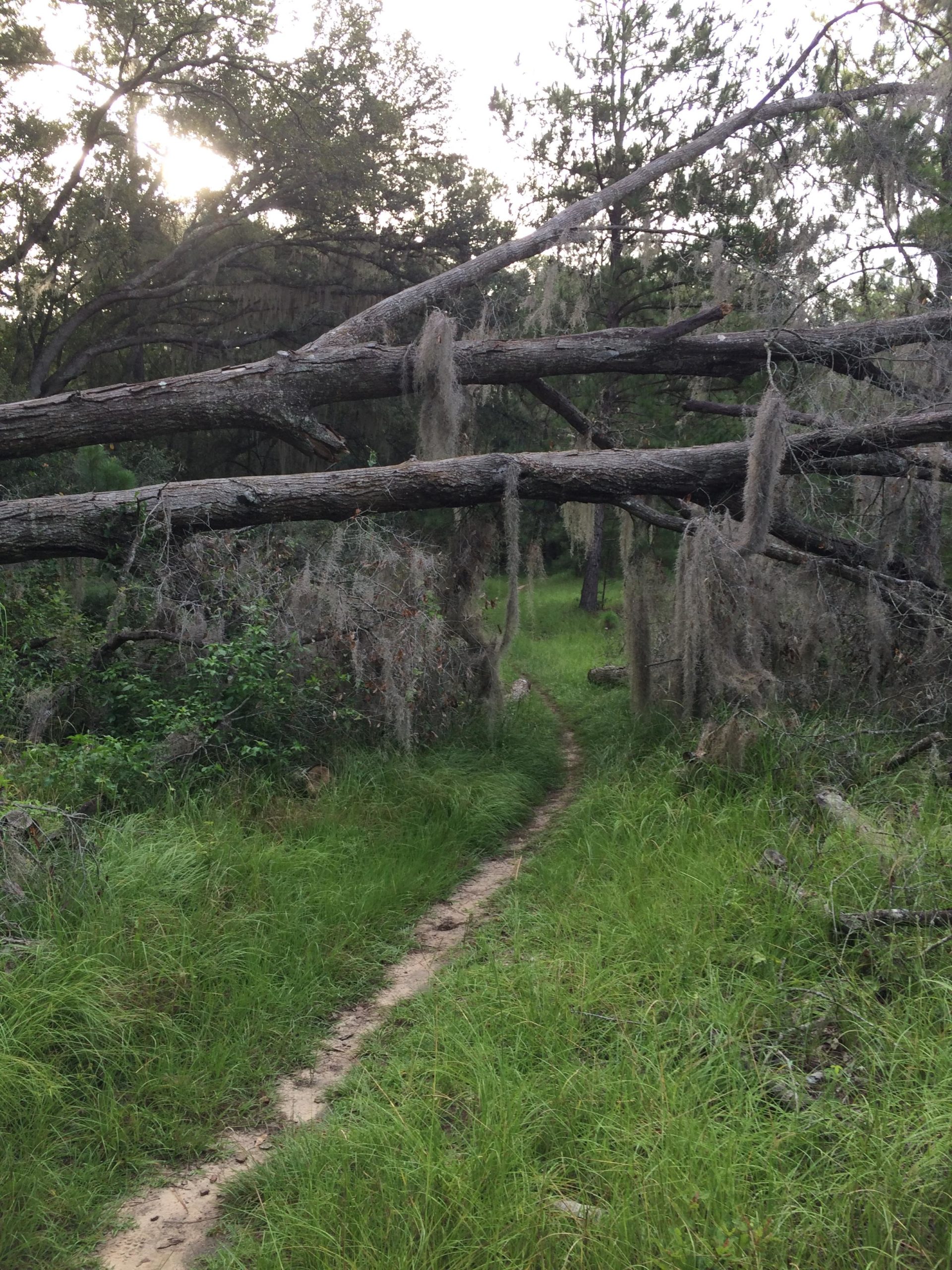 A narrow dirt path winding through a lush, green forest, partially obstructed by fallen trees draped with Spanish moss. Surrounding the path are tall grasses and scattered tree trunks, with sunlight peeking through the canopy above. San Felasco Hammock Preserve mountain bike trail.