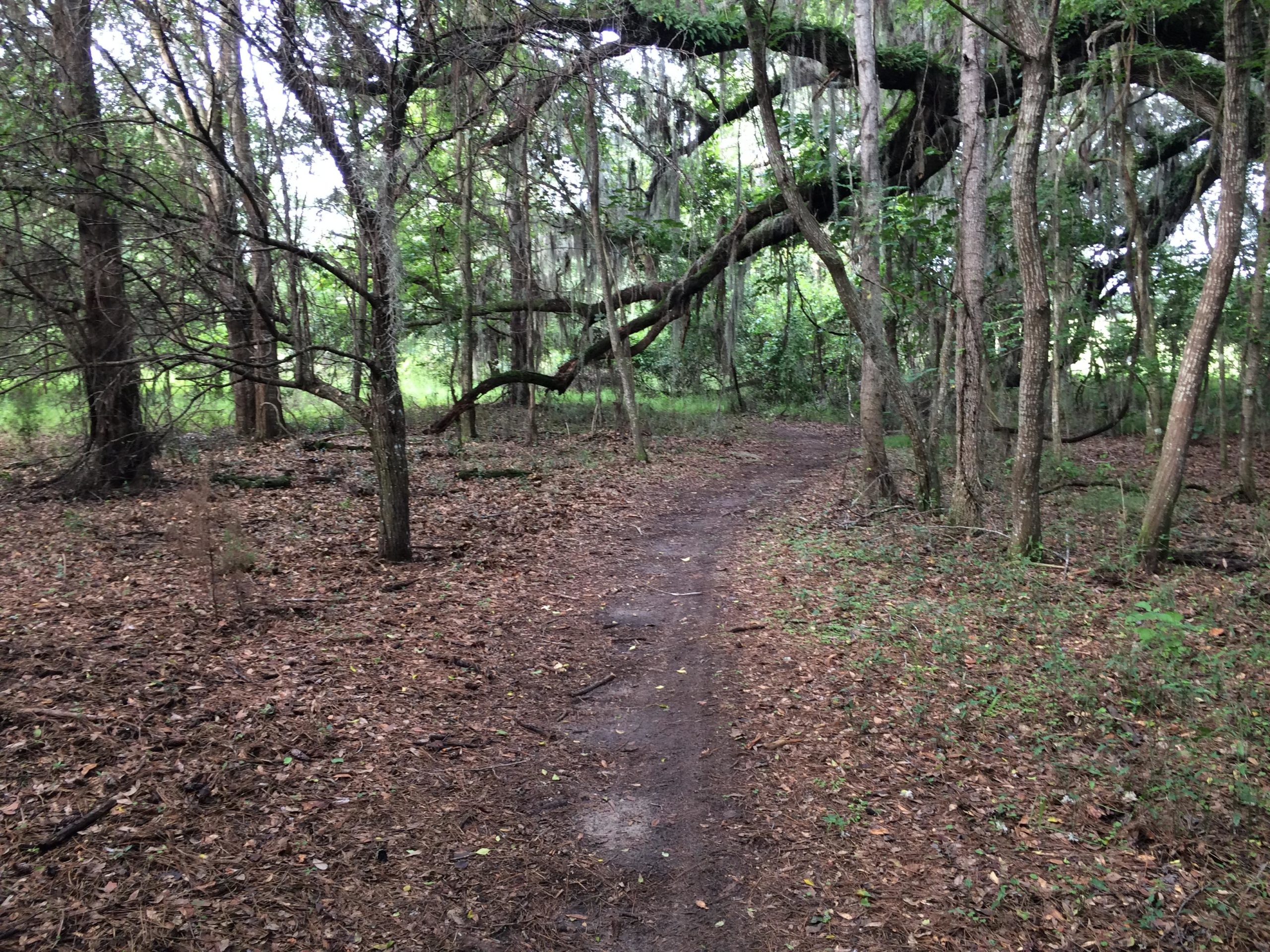 A narrow dirt path winding through a dense forest with tall trees, scattered leaves, and Spanish moss hanging from branches, creating a serene and natural atmosphere. San Felasco Hammock Preserve mountain bike trail.