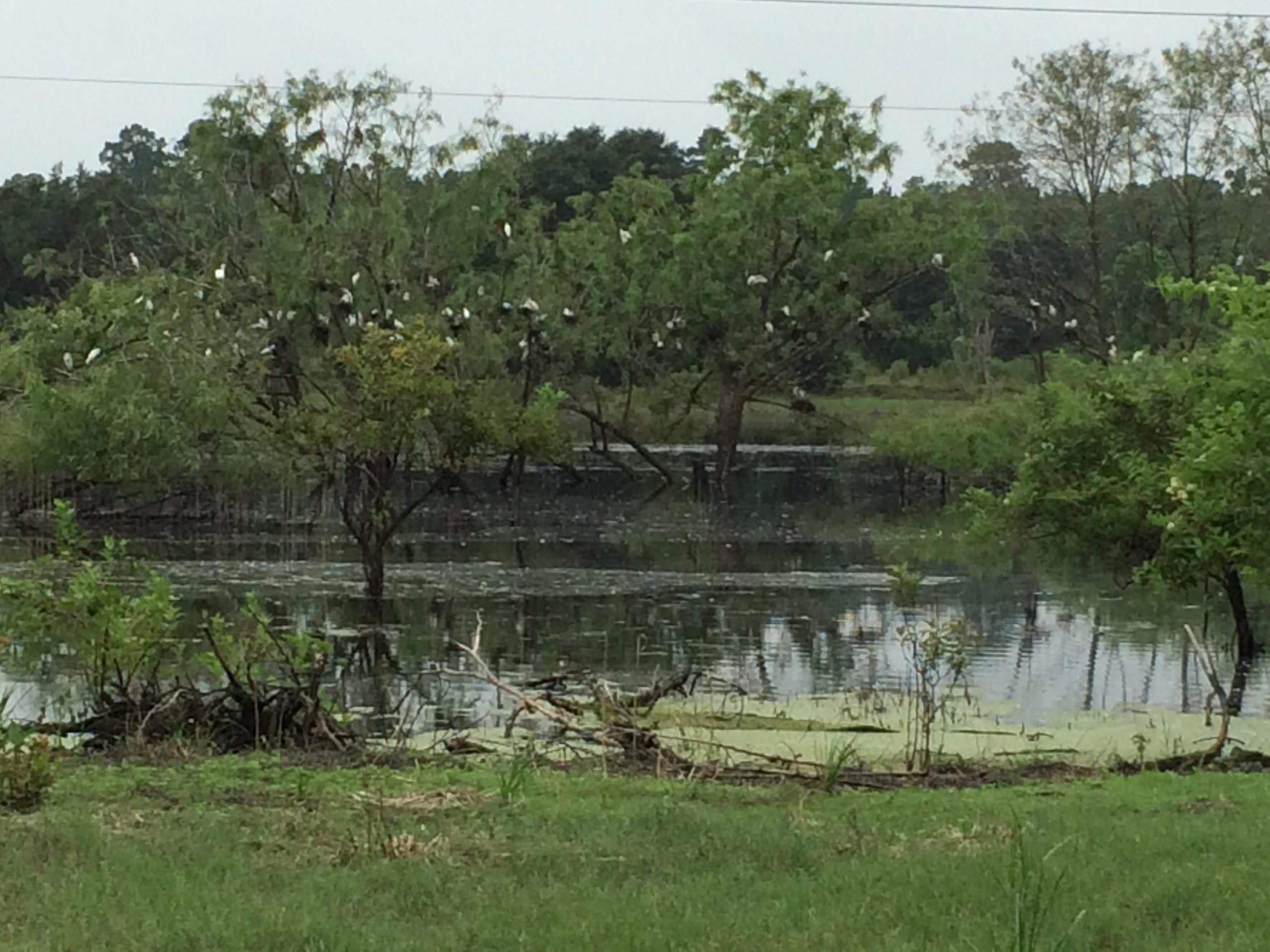 A tranquil wetland scene featuring still water with patches of green vegetation. Several trees surround the water, some of which are adorned with white birds perched on branches. The background includes more trees, creating a serene and natural atmosphere. The sky is overcast, adding a soft light to the scene. San Felasco Hammock Preserve mountain bike trail.