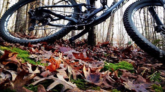 A close-up view of a mountain bike positioned on a forest floor covered with fallen leaves and patches of moss, surrounded by slender tree trunks in a natural setting. Turner Outdoor Center mountain bike trail.