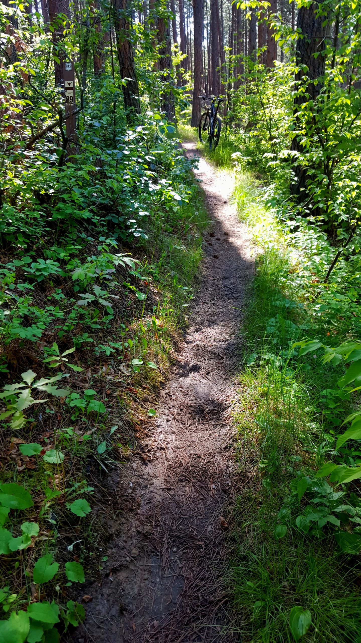 A narrow dirt path through a lush green forest, flanked by dense foliage and a variety of plants. A bicycle is parked near the trail, and a trail marker can be seen on the left. Sunlight filters through the trees, creating a bright and inviting atmosphere. Centennial Trail mountain bike trail.