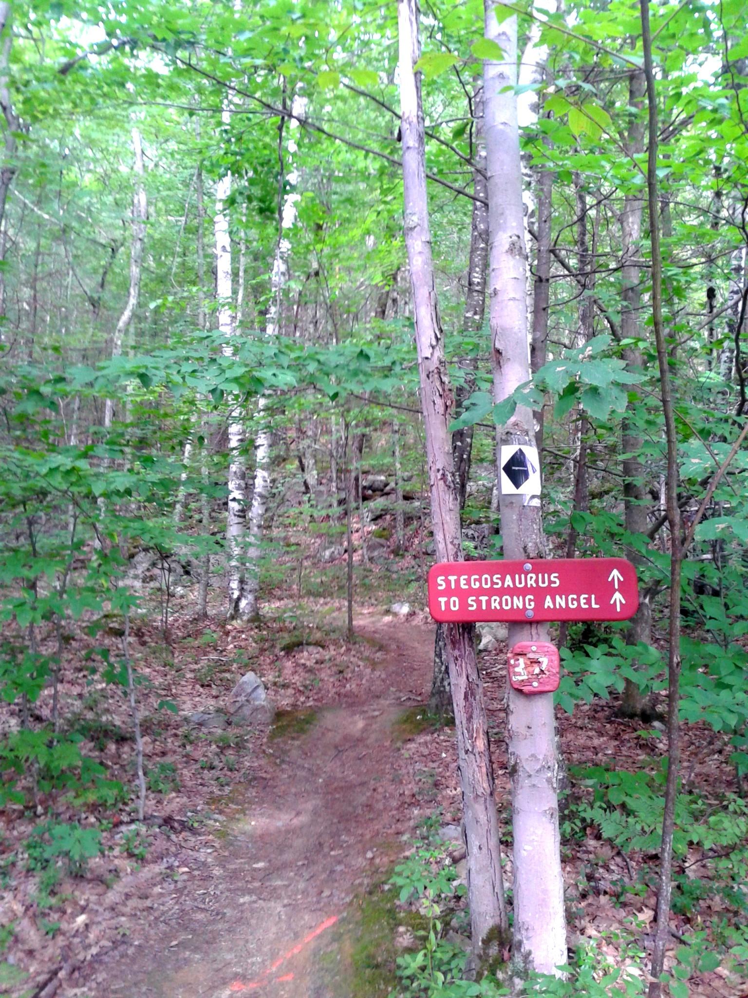 A wooded trail marked by a sign pointing towards "Stegosaurus" and "Strong Angel," surrounded by lush green foliage and birch trees. The path is visible, winding gently through the forest. Pine Hill Park mountain bike trail.