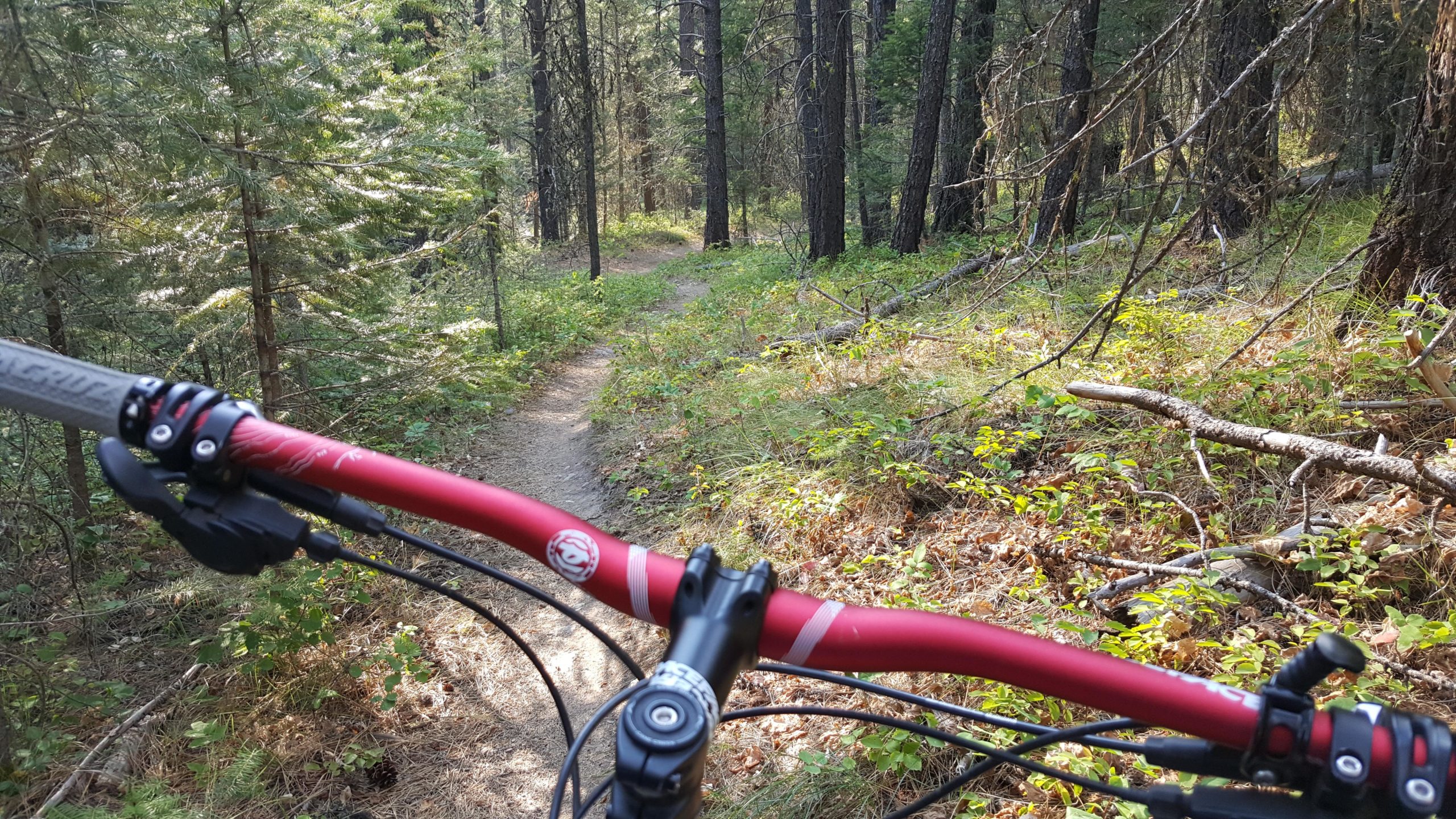A view from the handlebars of a mountain bike on a dirt trail winding through a lush forest, with trees and underbrush visible on either side. The bike's red handlebars are prominently featured in the foreground, set against a natural setting of greenery and sunlight filtering through the trees. Rattlesnake mountain bike trail.