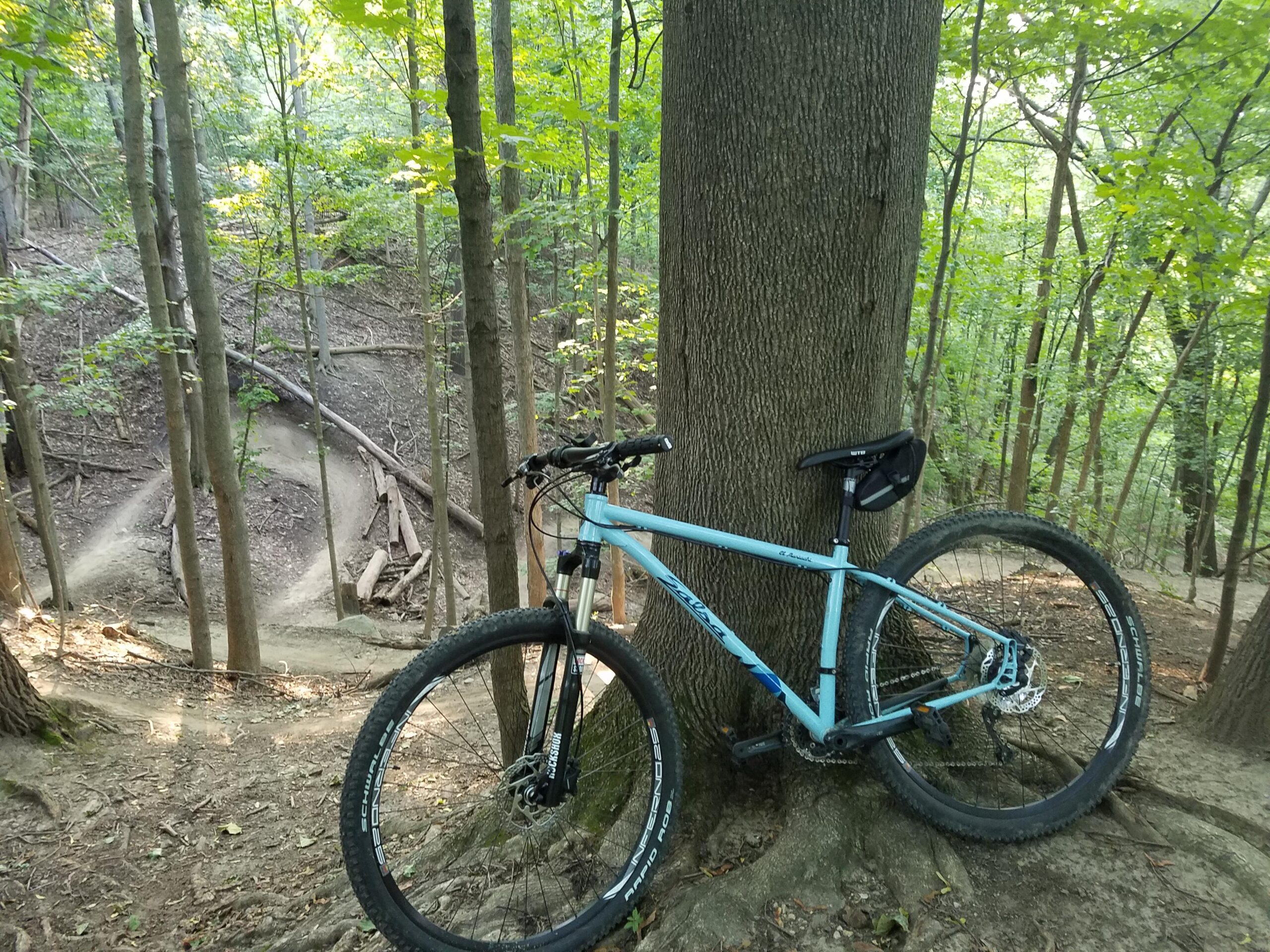 Salsa El Mariachi: A mountain bike leaning against a tree in a wooded area, with hints of a trail visible in the background. Sunlight filters through the leaves, illuminating the natural scenery.