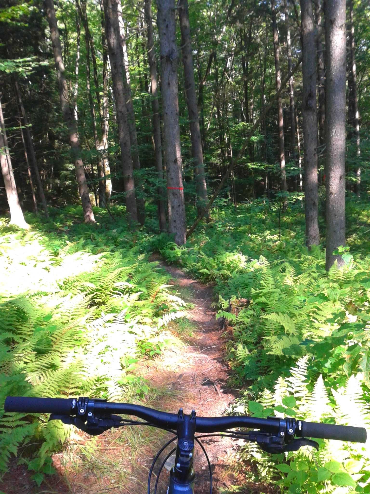 Mountain bike handlebars are visible in the foreground, positioned above a narrow dirt trail winding through a lush green forest. Ferns and low vegetation line the path, while tall trees with vibrant green leaves create a canopy overhead. A tree trunk marked with a red line is visible in the background, indicating the trail's direction. Cyclone & Connector mountain bike trail.