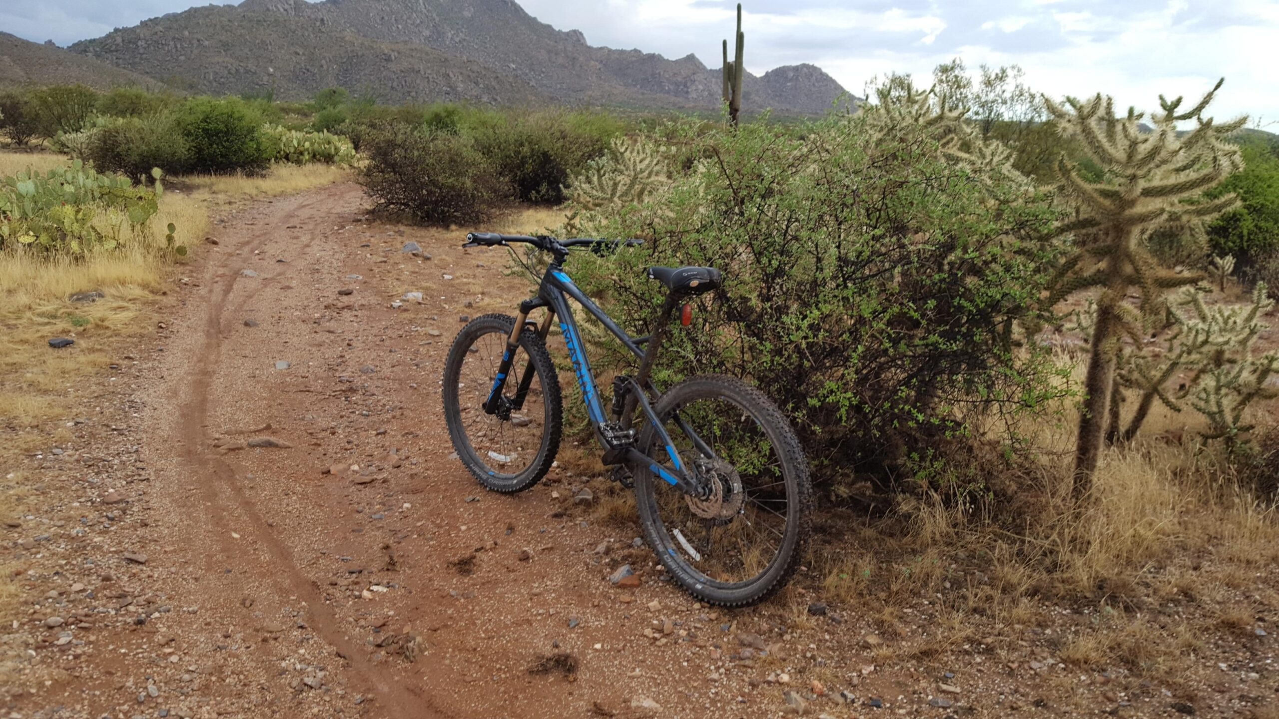 Marin Hawk Hill: A mountain bike resting on a dirt trail surrounded by desert vegetation, including cacti and shrubs, with mountains visible in the background under a cloudy sky.