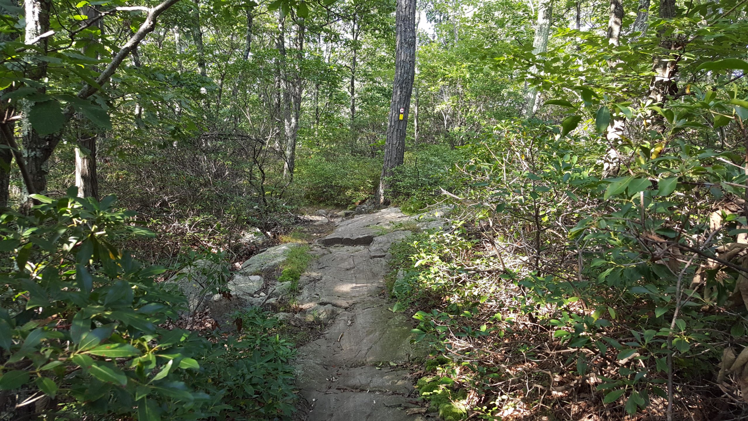 A narrow hiking trail winding through a dense forest, featuring rocky sections and surrounded by lush greenery, with sunlight filtering through the trees. A marked post is visible along the path. Ramapo Mountain State Forest mountain bike trail.