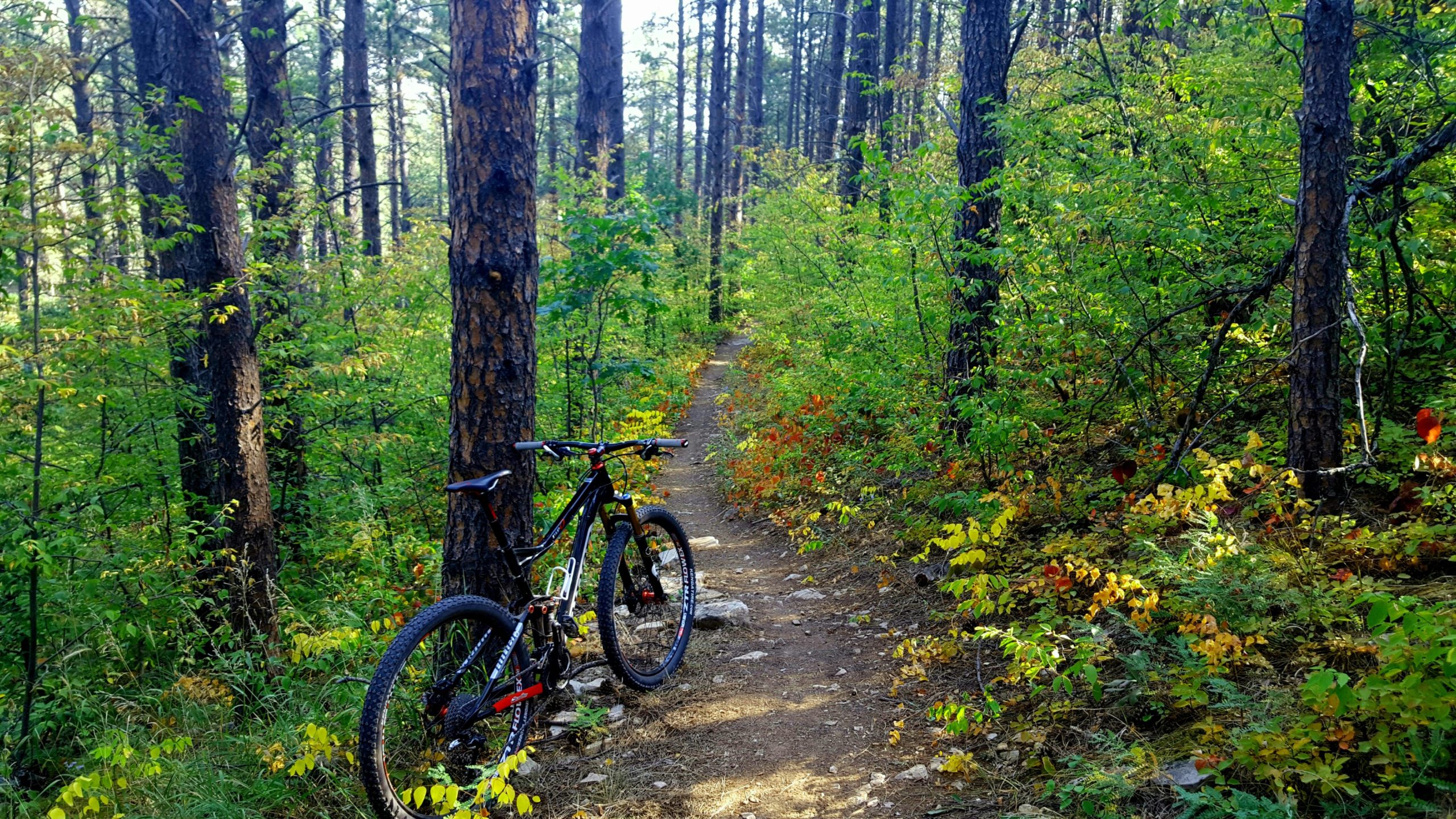 A mountain bike rests against a tree along a narrow dirt trail winding through a vibrant, leafy forest. Sunlight filters through the tall pine trees, highlighting lush greenery and patches of colorful autumn foliage. Centennial Trail mountain bike trail.