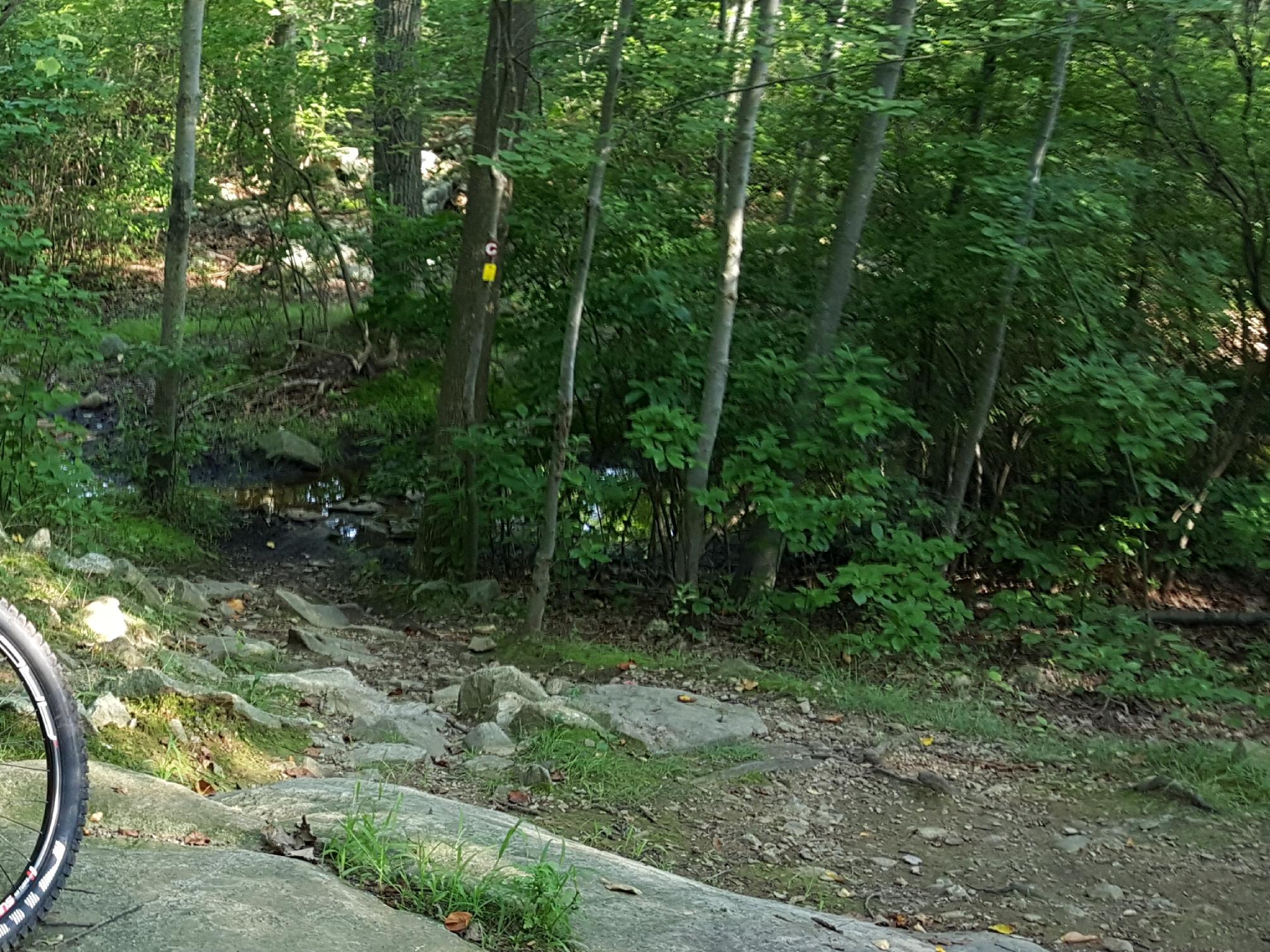 A close-up view of a bicycle wheel on a rocky path, with lush green foliage and trees in the background. A small stream is visible nearby, creating a serene natural setting. Ramapo Mountain State Forest mountain bike trail.