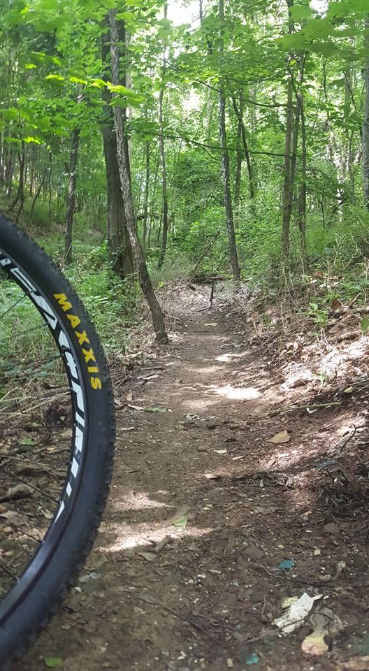 A winding dirt trail through a lush green forest, with the edge of a mountain bike tire visible in the foreground. Sunlight filters through the trees, casting dappled shadows on the path. Vultures Knob mountain bike trail.