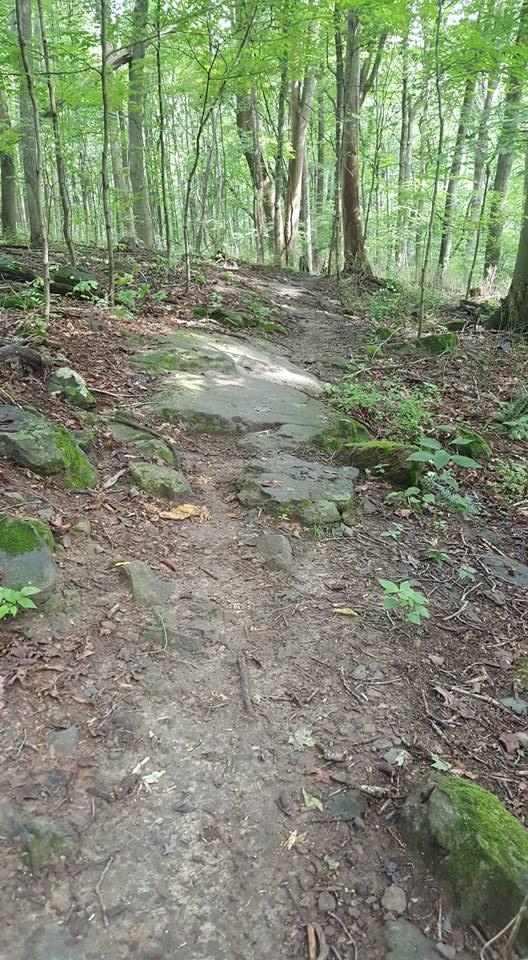 A narrow, winding hiking trail runs through a lush green forest. The path is partially rocky, with visible stones and patches of dirt surrounded by leafy vegetation and trees. Sunlight filters through the tree canopy, creating a serene and natural atmosphere. Mohican mountain bike trail.