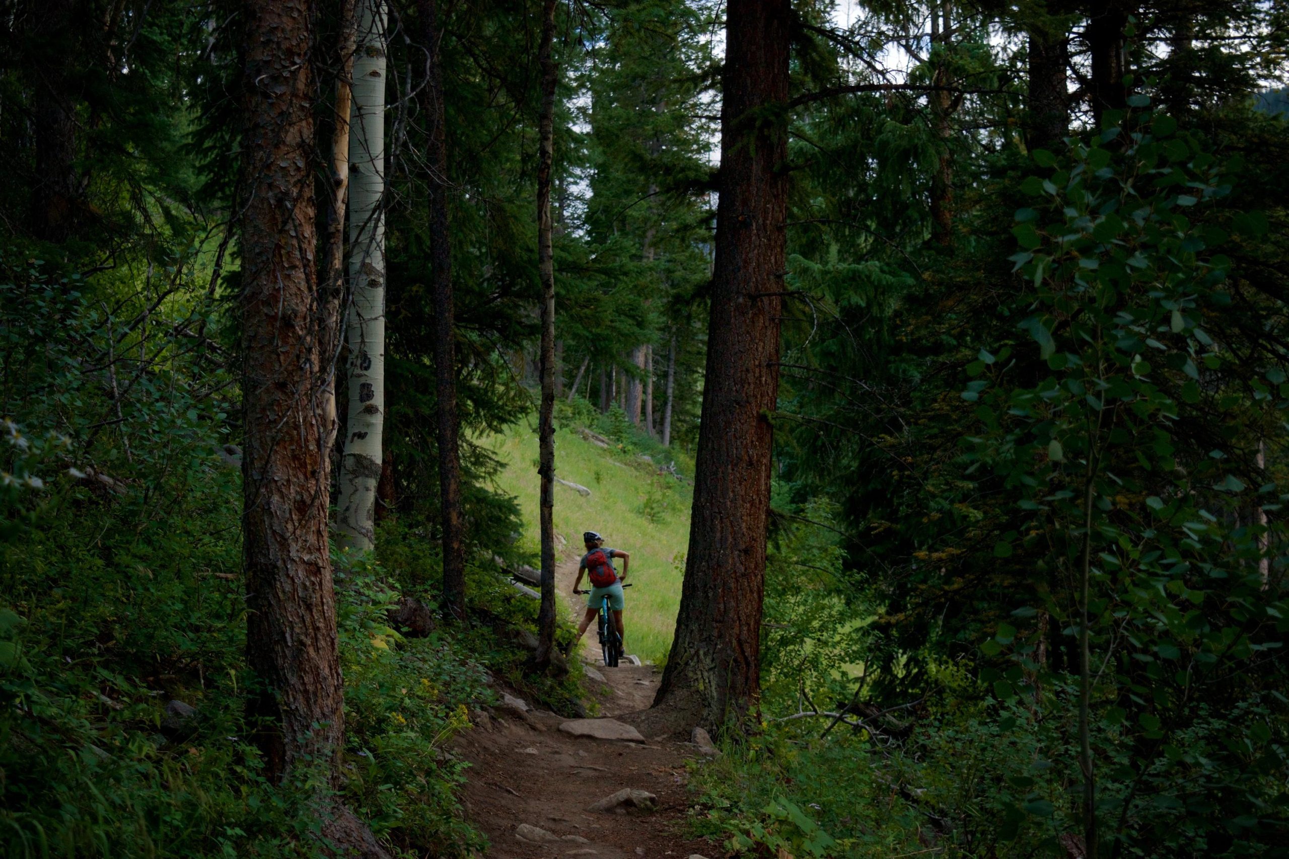 A person riding a mountain bike on a narrow dirt trail through a lush, green forest, surrounded by tall trees and dense foliage. The scene captures the tranquility of nature and the adventure of outdoor cycling. Beaver Creek Ski Resort mountain bike trail.