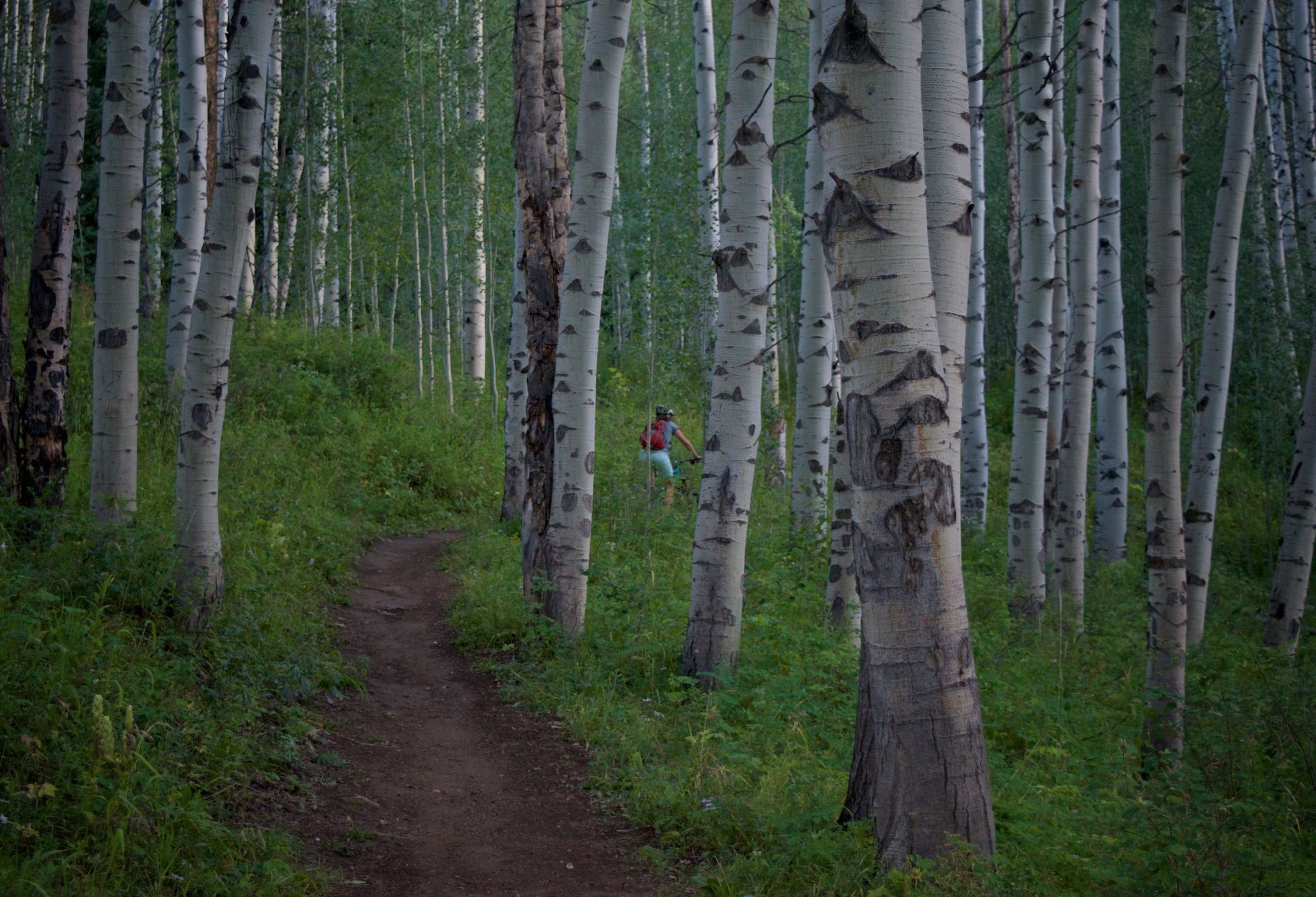 A winding dirt trail leads through a serene grove of tall aspen trees with white bark and green leaves, while a person with a backpack is visible in the distance, exploring the peaceful forest setting. Beaver Creek Ski Resort mountain bike trail.