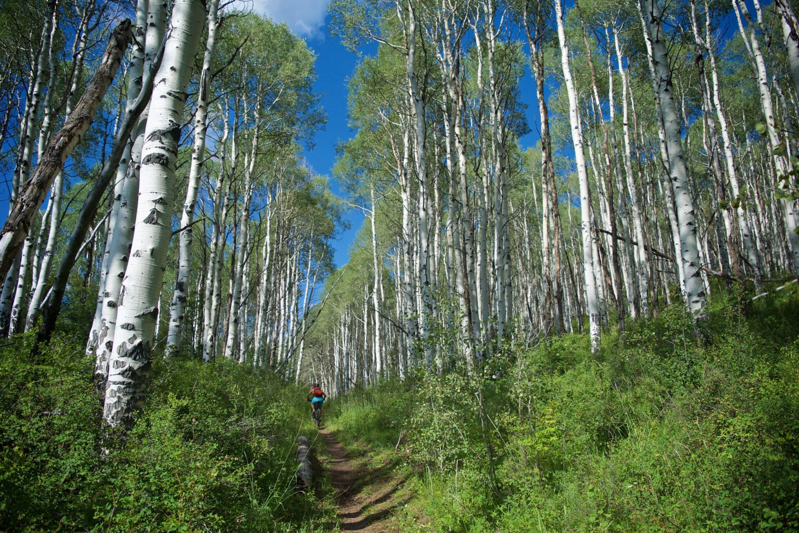 A serene forest path lined with tall, slender aspen trees, their white bark contrasting against lush green foliage. The sky above is bright blue with scattered clouds. A person is walking along the dirt trail, surrounded by the vibrant greenery of the underbrush. Beaver Creek Ski Resort mountain bike trail.