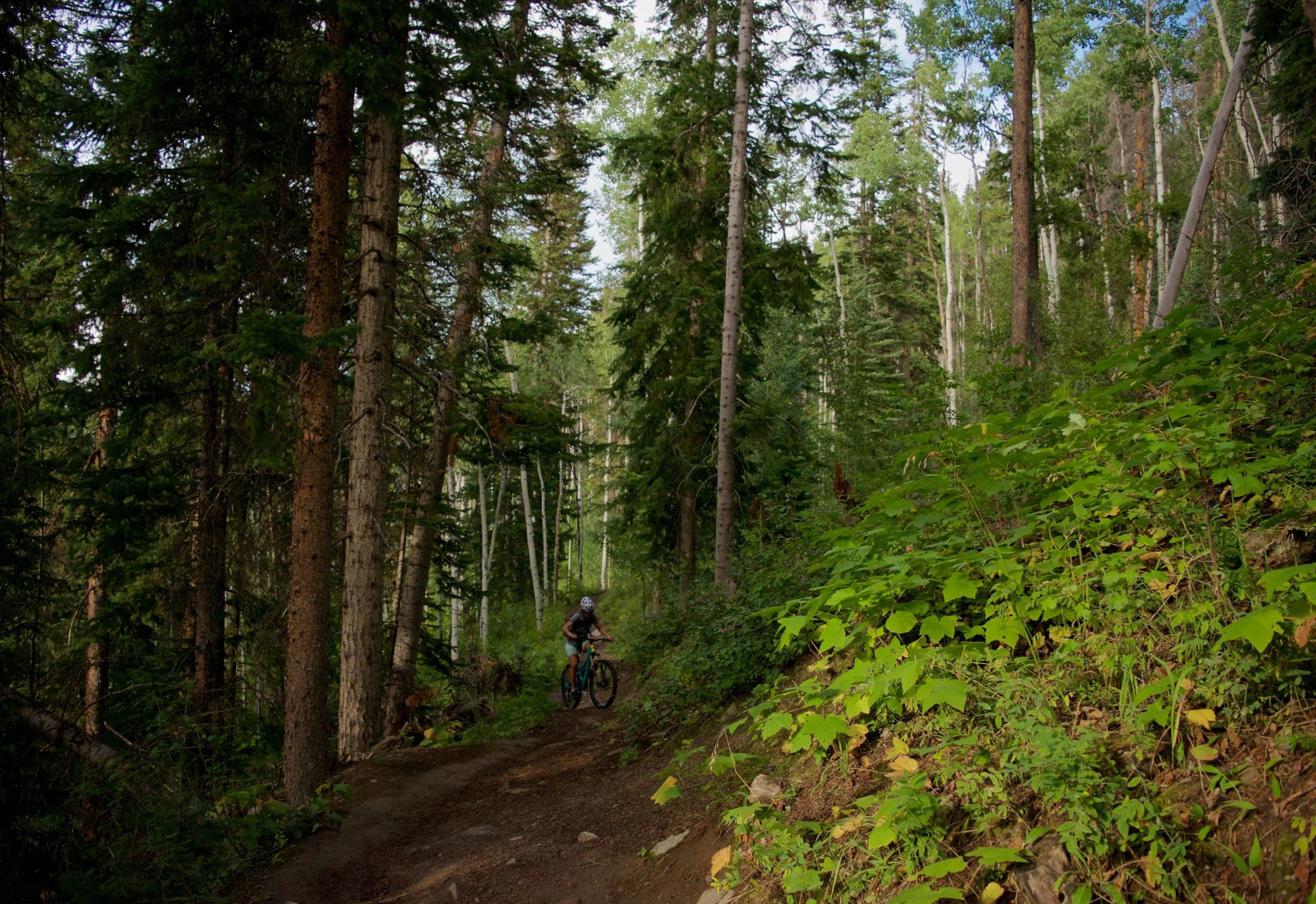 A mountain biker navigating a narrow, dirt trail surrounded by tall trees and lush greenery in a forested area. Sunlight filters through the leaves, creating a serene outdoor atmosphere. Beaver Creek Ski Resort mountain bike trail.