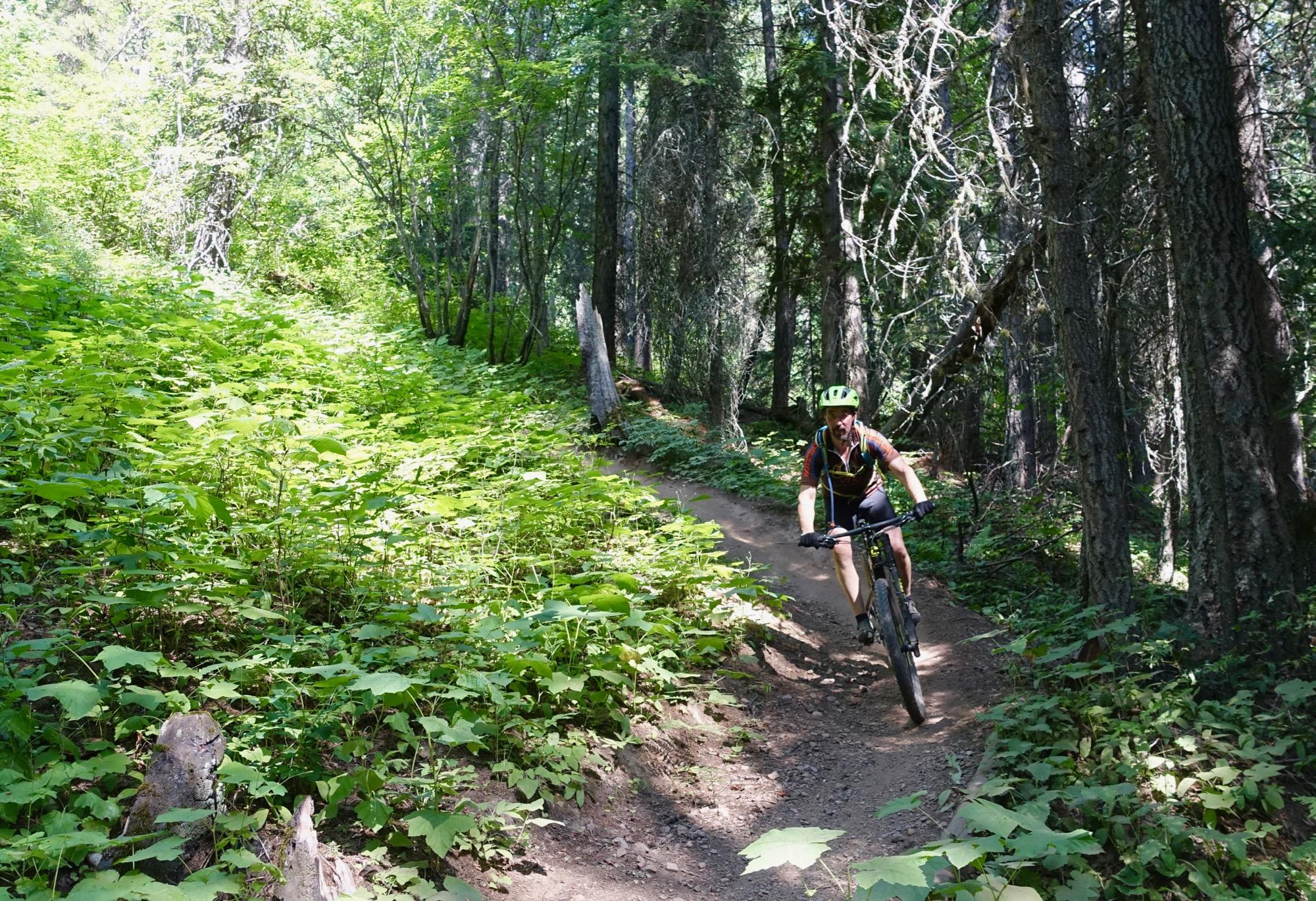 A mountain biker riding along a narrow dirt trail through a lush green forest, surrounded by trees and dense foliage. Swine Flu Loop mountain bike trail.