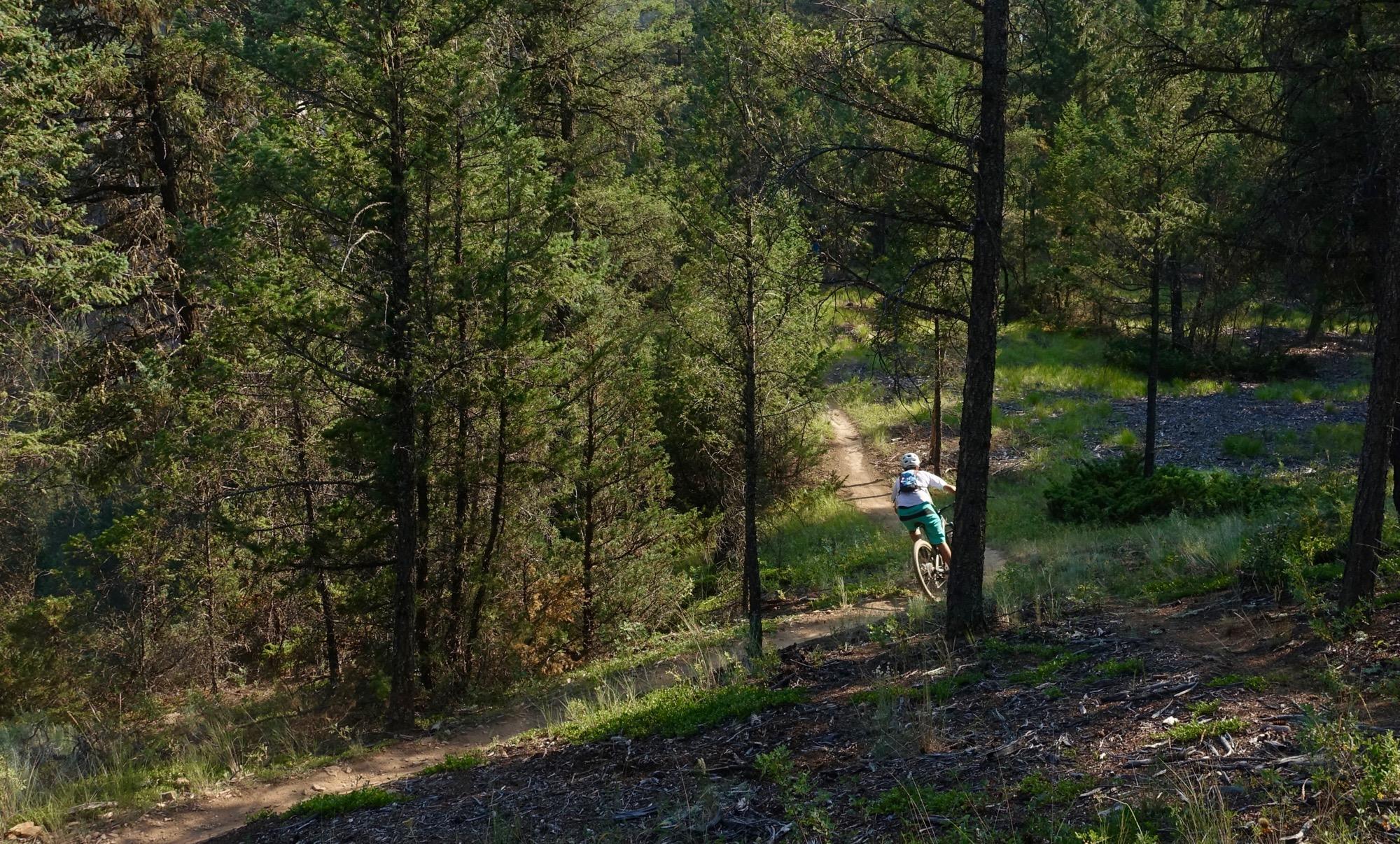 A person riding a mountain bike along a winding dirt trail in a dense forest, surrounded by tall pine trees and lush greenery. Lake Lillian mountain bike trail.