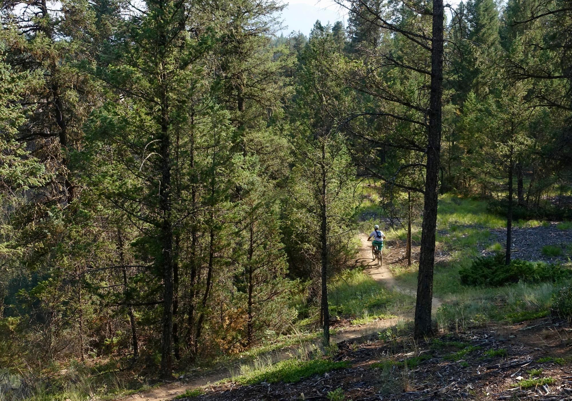 A person riding a mountain bike along a dirt trail in a lush green forest, surrounded by tall trees and sunlight filtering through the foliage. The path winds gently through the trees, highlighting the beauty of the natural landscape. Lake Lillian mountain bike trail.
