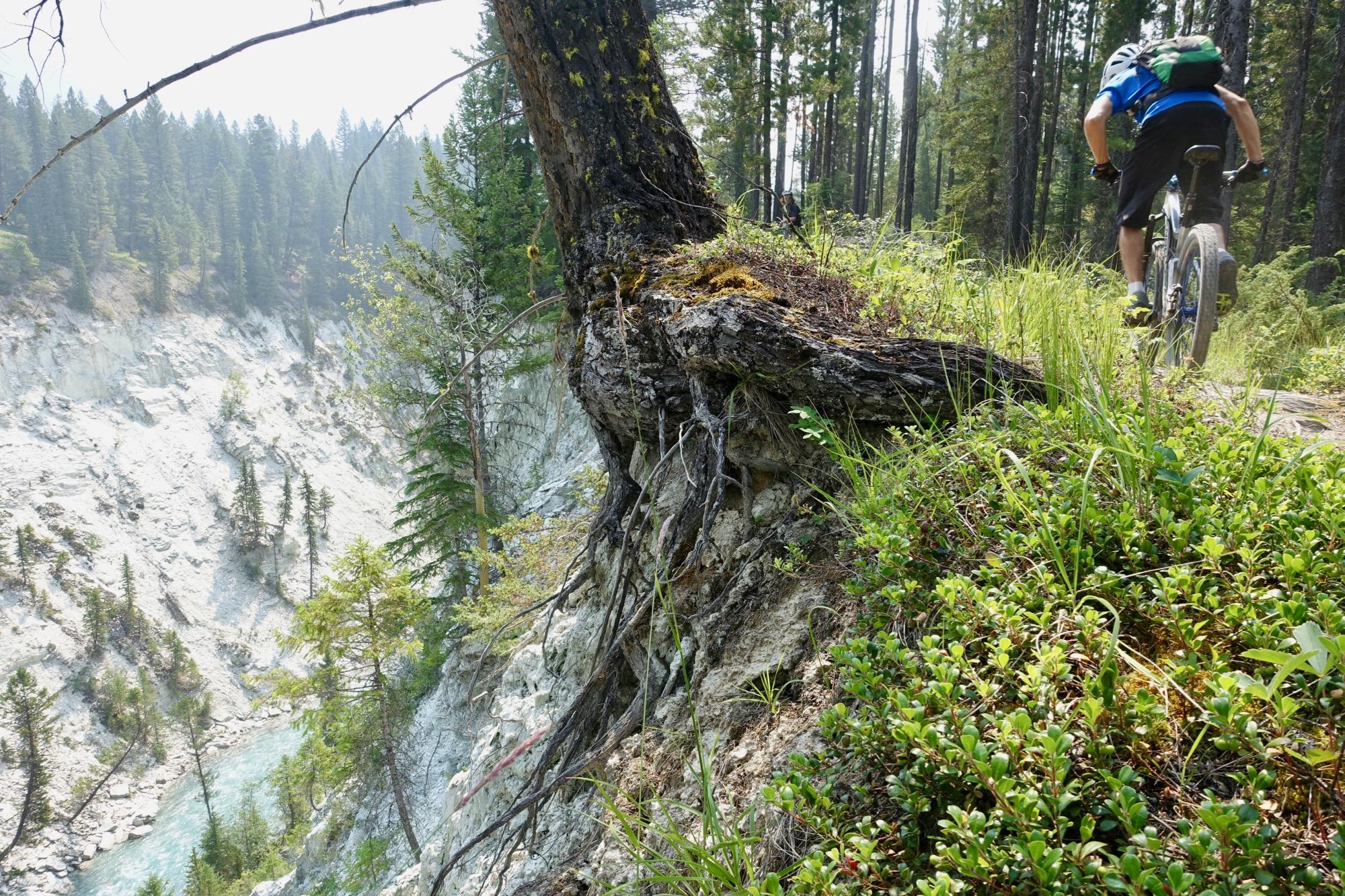 A mountain biker navigating a rocky trail alongside a steep cliff, with roots from a tree protruding from the edge. The background features dense pine forest and a glimpse of a winding river below, under a hazy sky. Nipika Mountain Resort mountain bike trail.