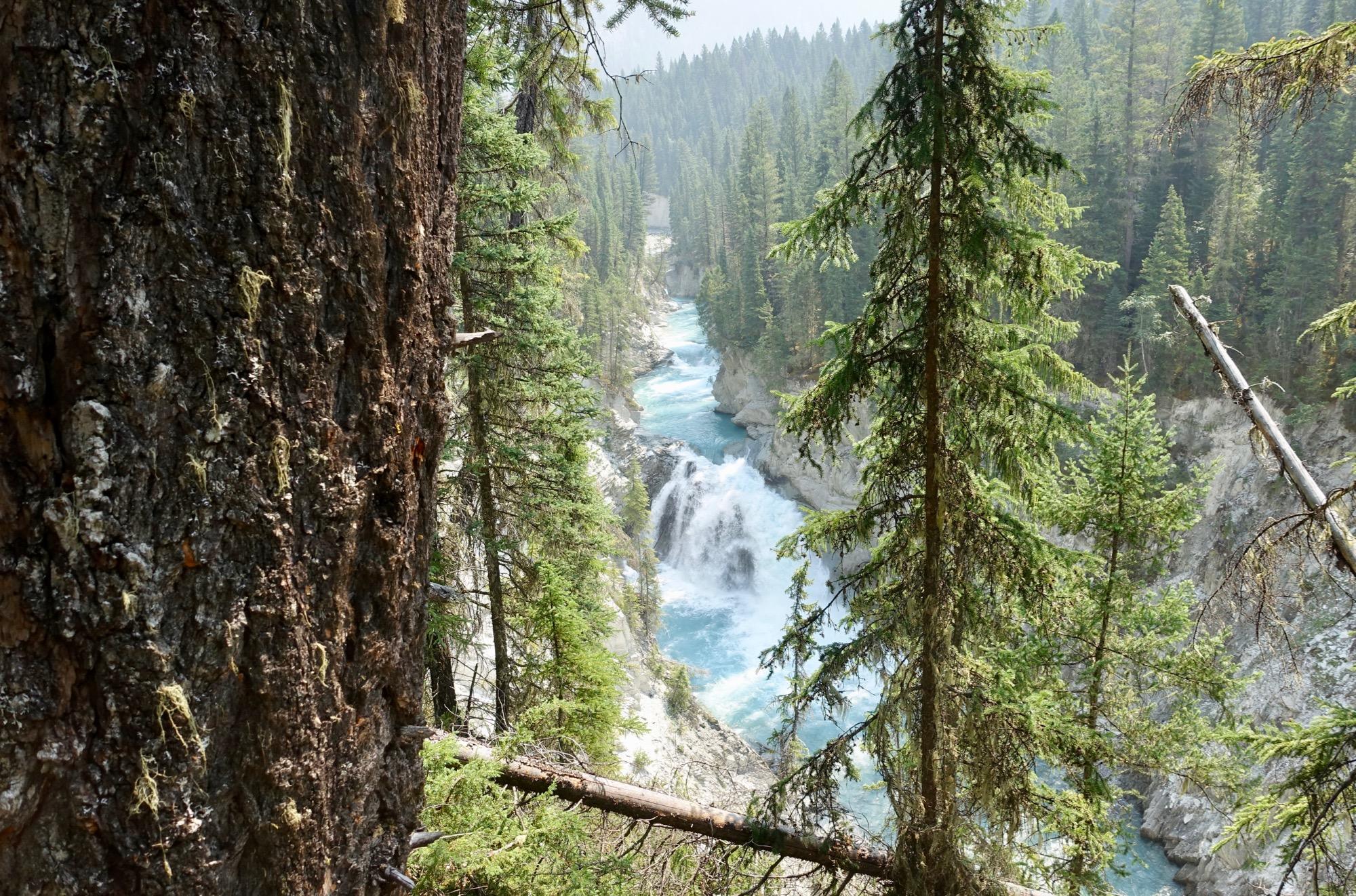 A scenic view of a river flowing through a lush forest, featuring tall evergreen trees and rocky cliffs. The water is a vibrant blue, cascading over small waterfalls. The foreground includes the textured bark of a large tree, adding depth to the natural landscape. Nipika Mountain Resort mountain bike trail.