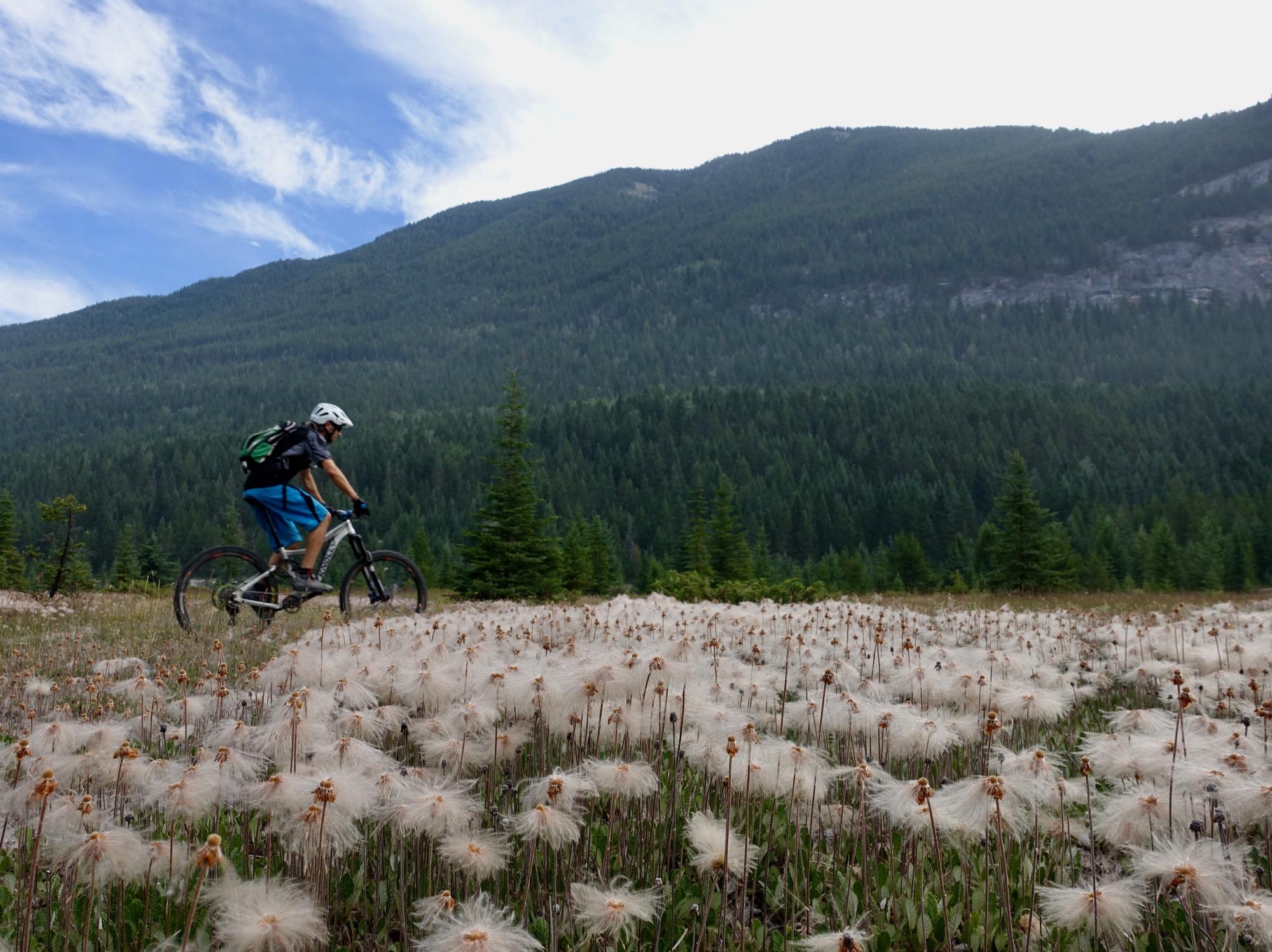 A cyclist riding a mountain bike through a field of fluffy white flowers, with lush green forests and mountains in the background under a partly cloudy sky. Nipika Mountain Resort mountain bike trail.