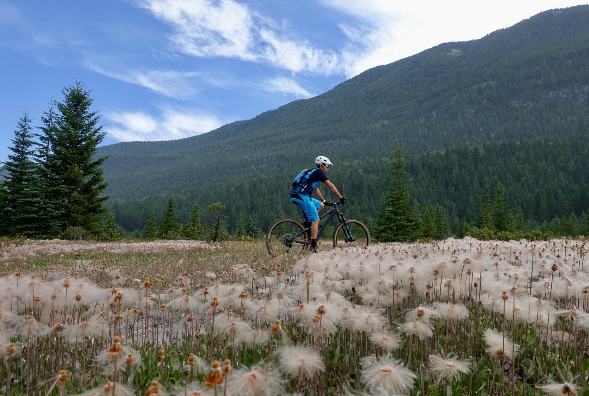 A mountain biker riding through a field of fluffy white seed heads, with green trees and mountains in the background under a blue sky with wispy clouds. Nipika Mountain Resort mountain bike trail.