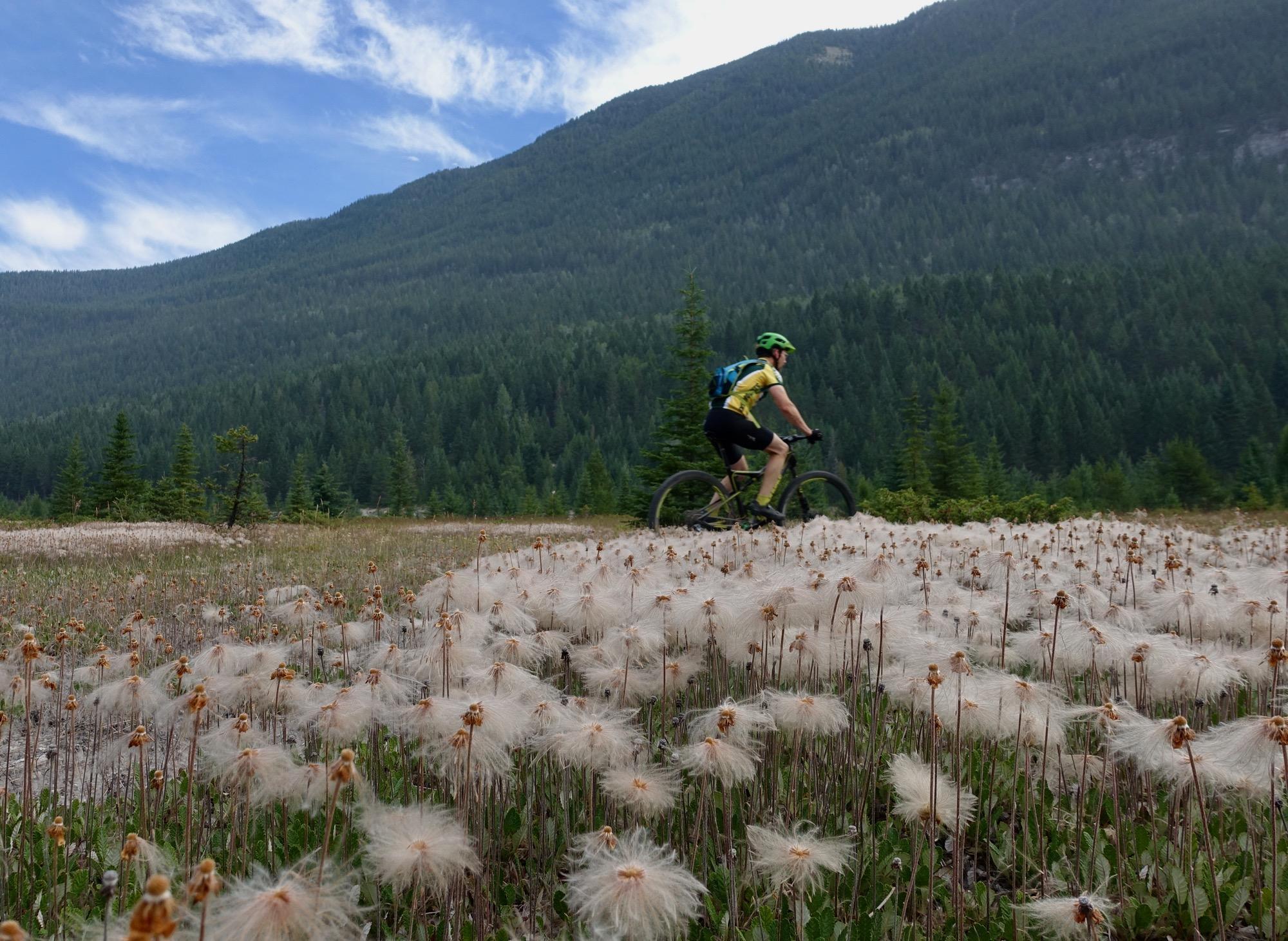 A cyclist in a bright yellow jersey and green helmet rides through a field of fluffy white flowers, with lush green mountains and a clear blue sky in the background. Nipika Mountain Resort mountain bike trail.